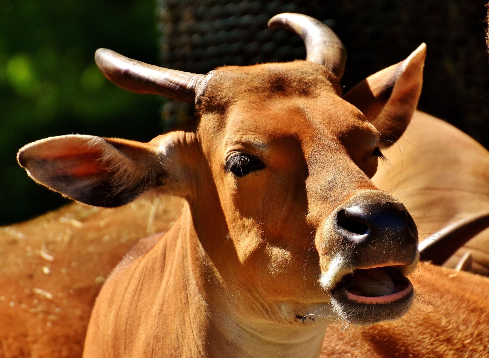 Nikon D7200 sample photo. Banteng, beef, bos javanicus photography