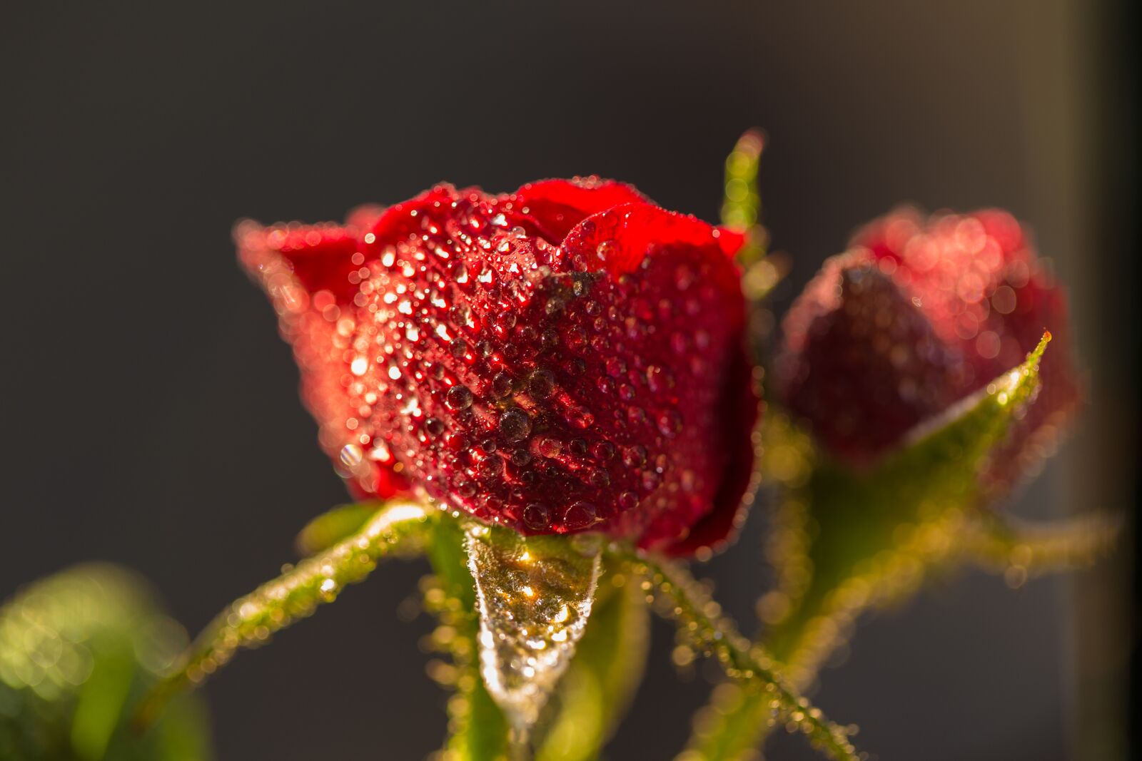 Canon EF 100mm F2.8L Macro IS USM sample photo. Flowers, flower, spring photography