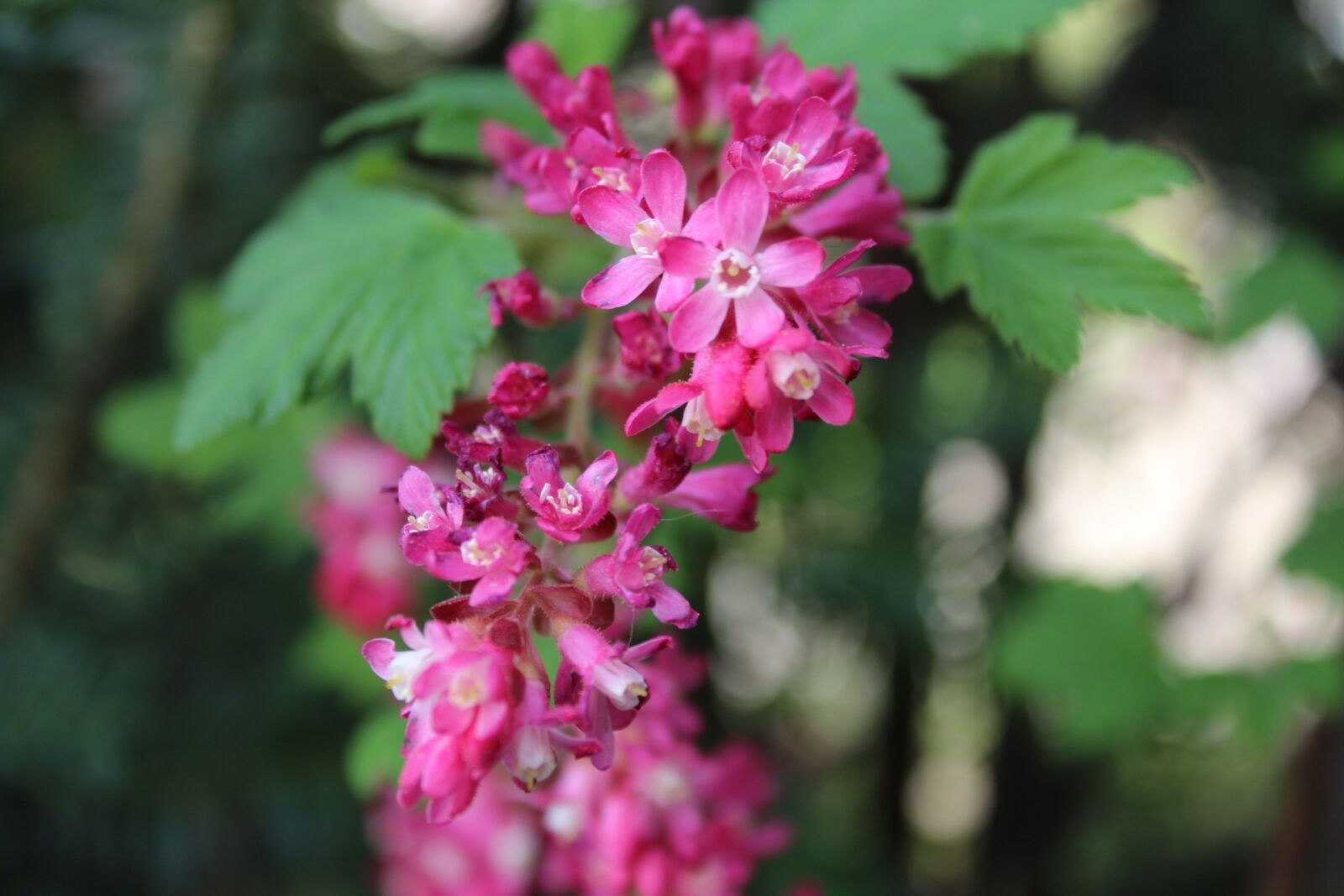 Canon EOS 1300D (EOS Rebel T6 / EOS Kiss X80) sample photo. Flower, nature, pink photography