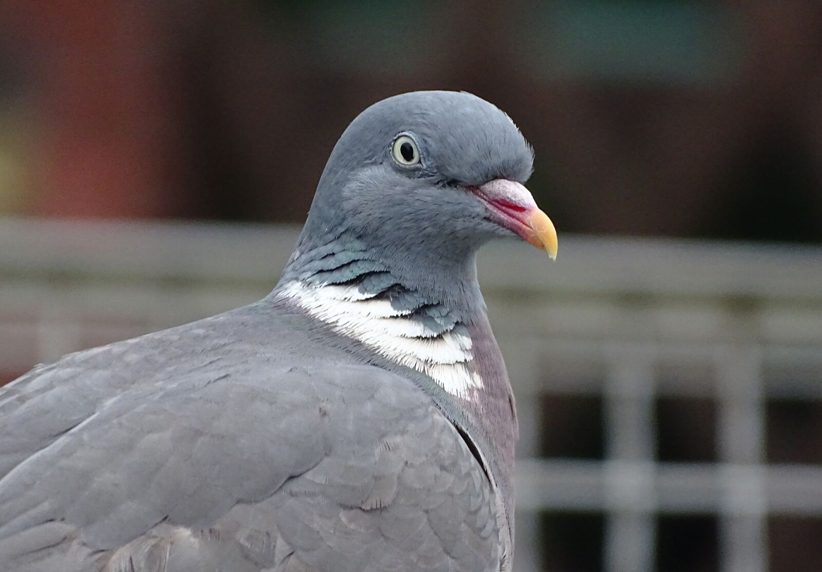 Sony Cyber-shot DSC-HX400V sample photo. Dove, ringdove, field deaf photography
