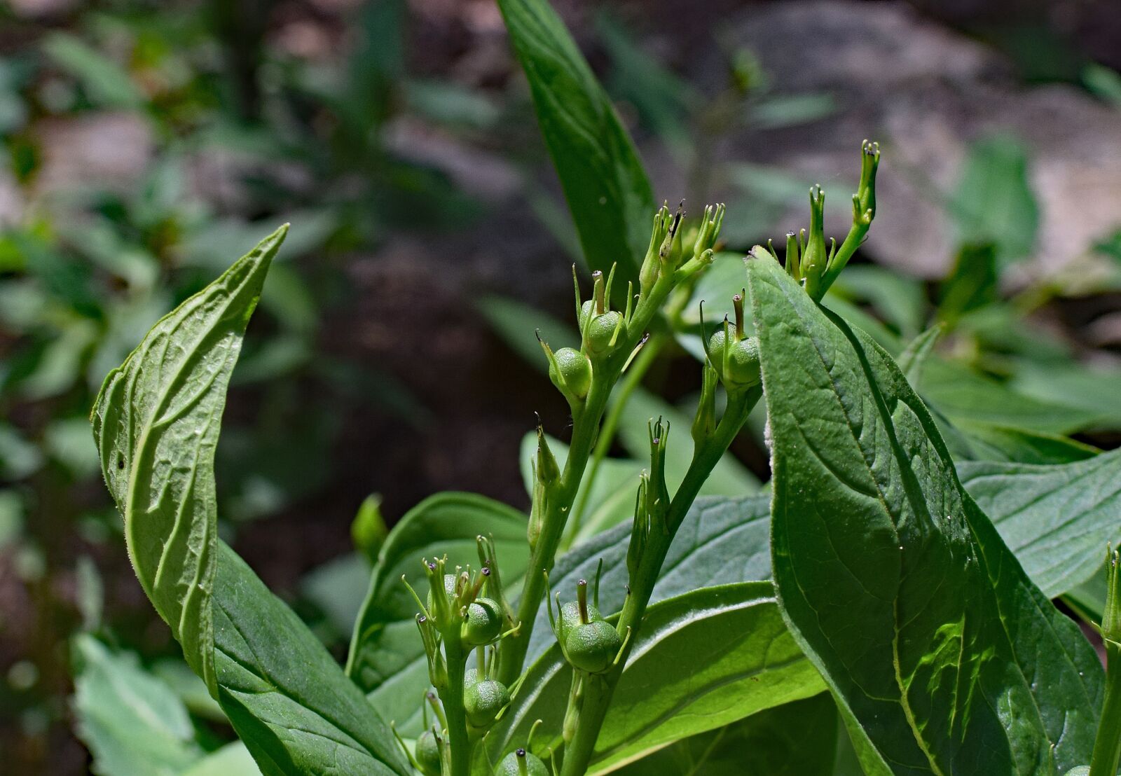 Nikon D3300 sample photo. Indian pink seed pods photography