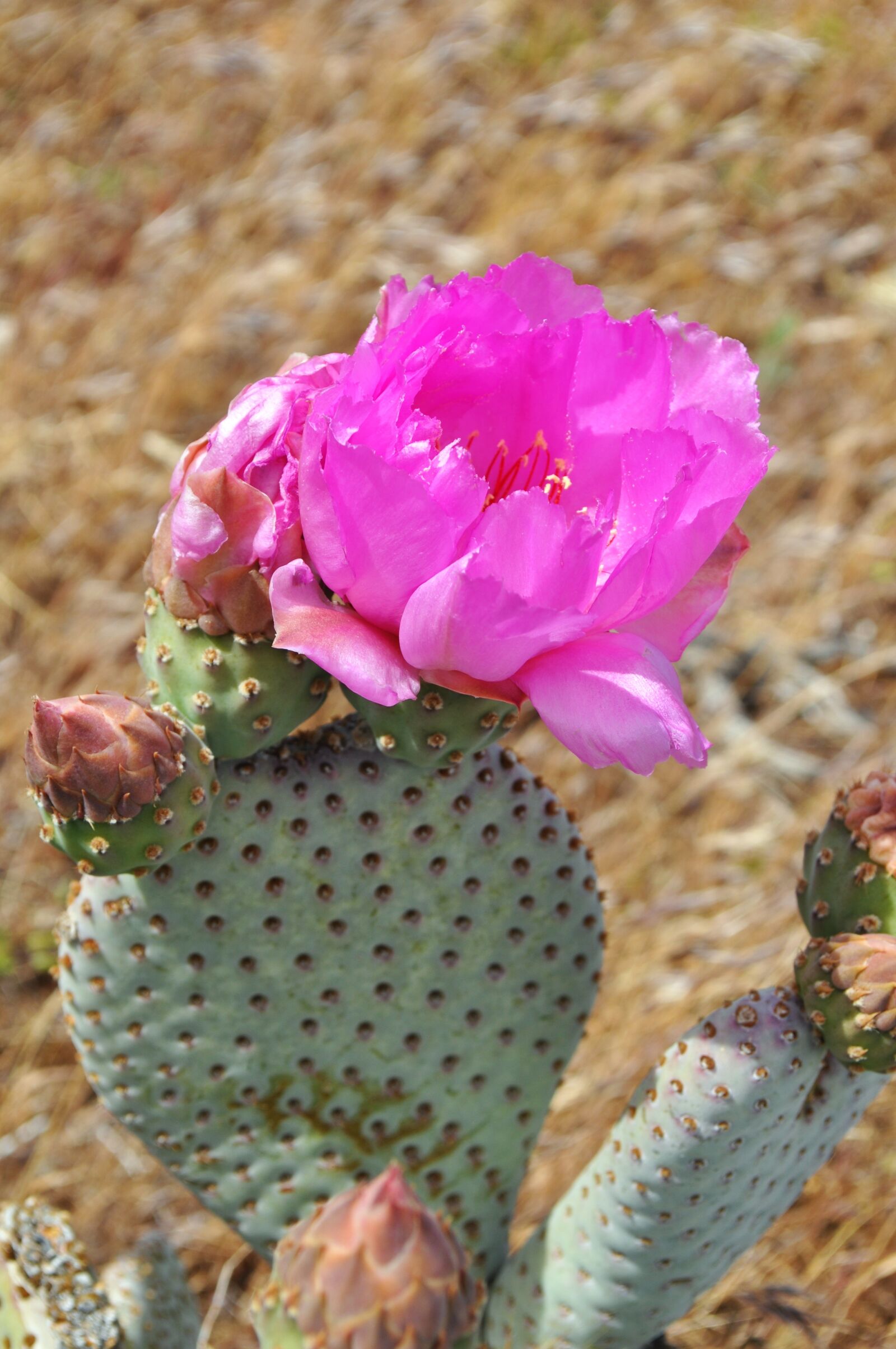 Nikon D5000 sample photo. Cacti, cactus, desert photography