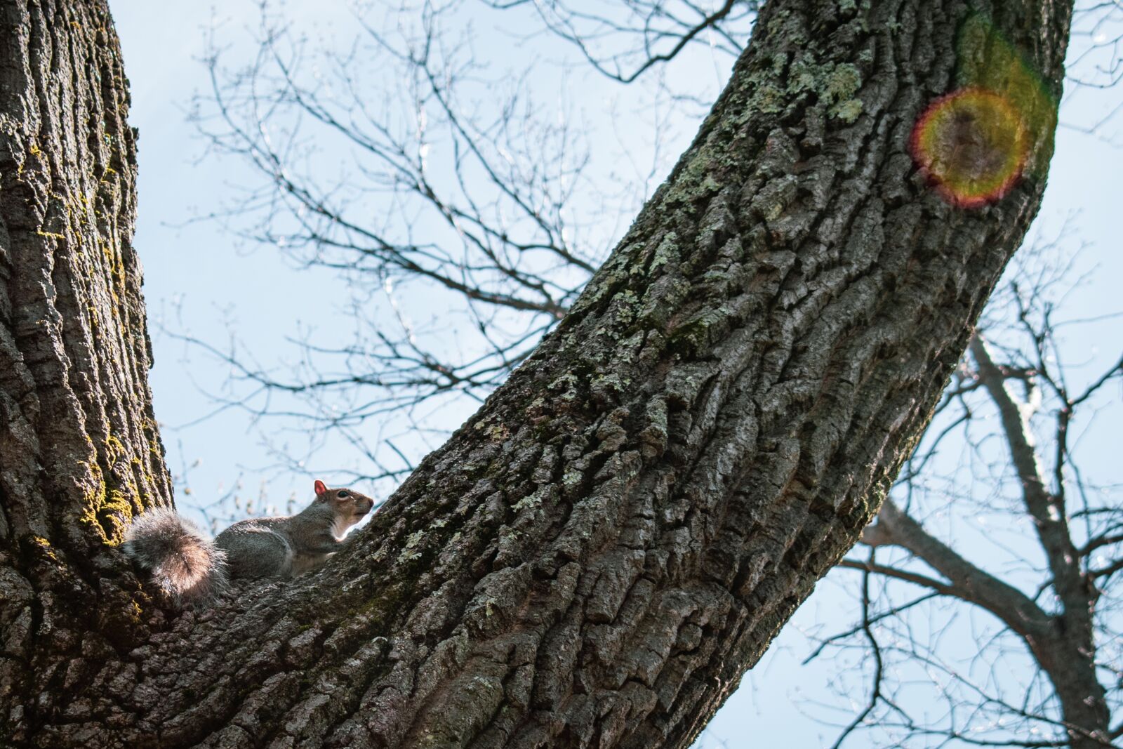 Nikon D5600 sample photo. Squirrel, perched, tree photography