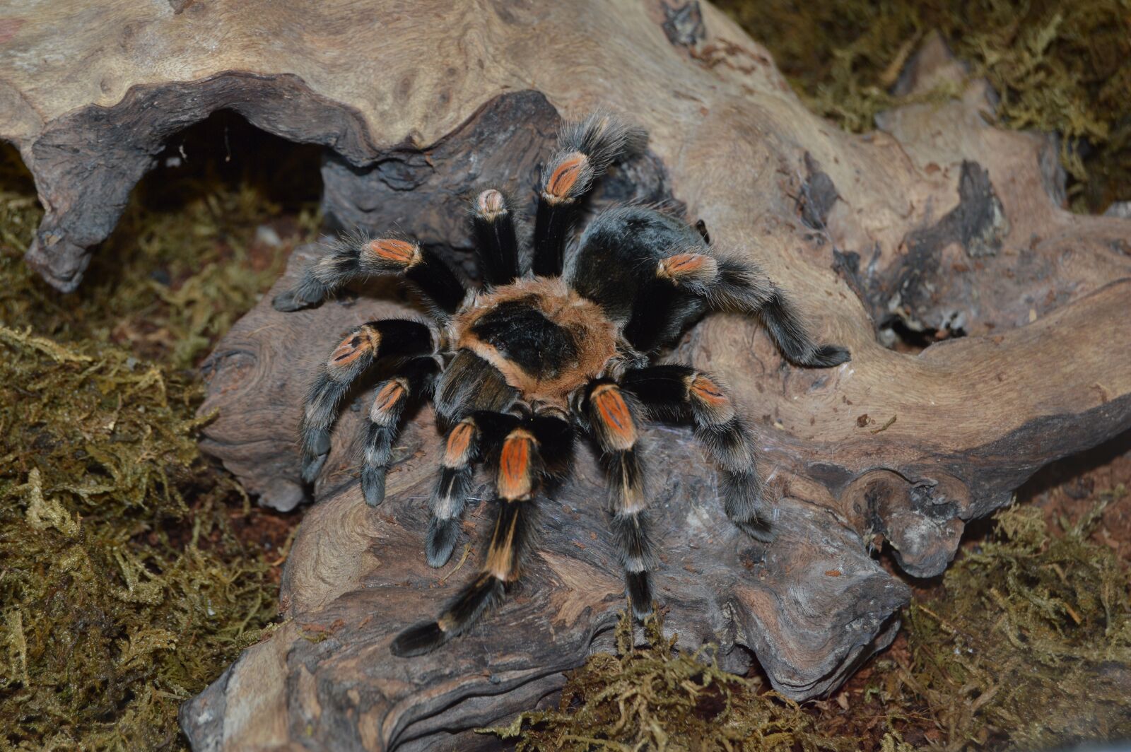 Nikon D3200 sample photo. Spider, insect, spiders photography
