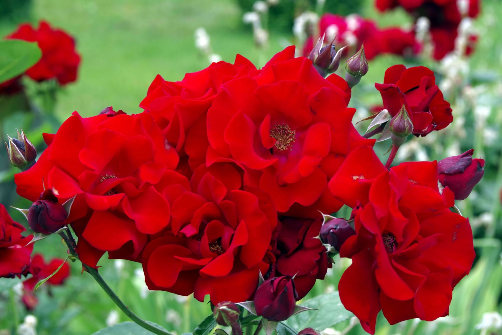 Pentax K-S2 sample photo. Rose, bright red, red photography