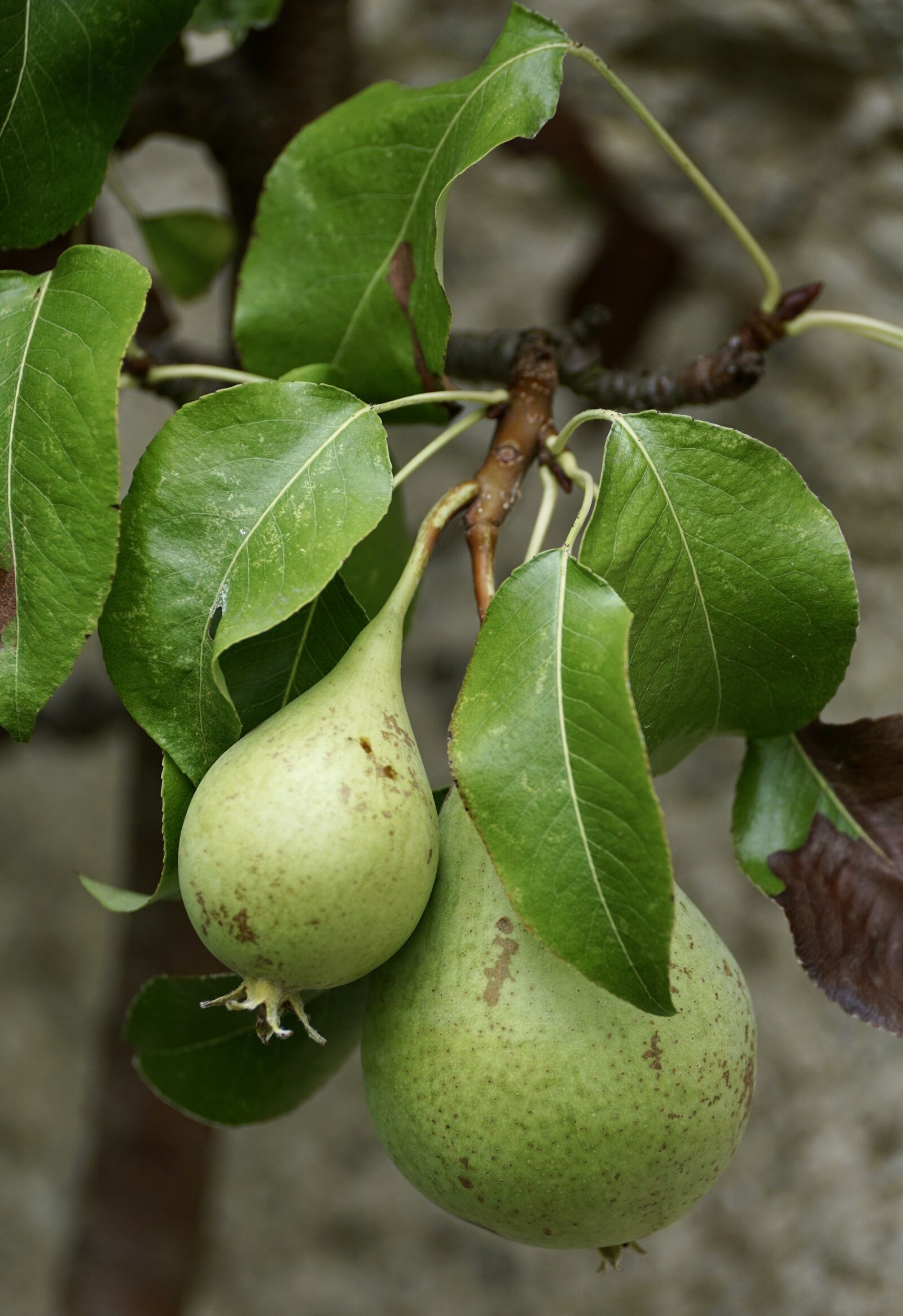 Sony DT 55-300mm F4.5-5.6 SAM sample photo. Pears, green, fruit photography