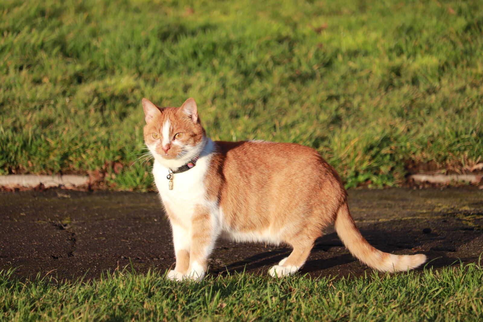 Canon EF-S 55-250mm F4-5.6 IS STM sample photo. Cat, sunny, day photography