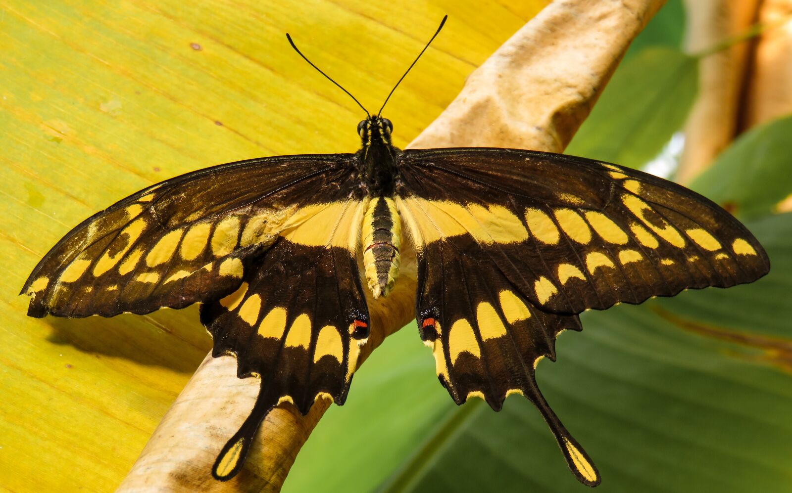 Canon PowerShot SX710 HS sample photo. Butterfly, insect, wing photography