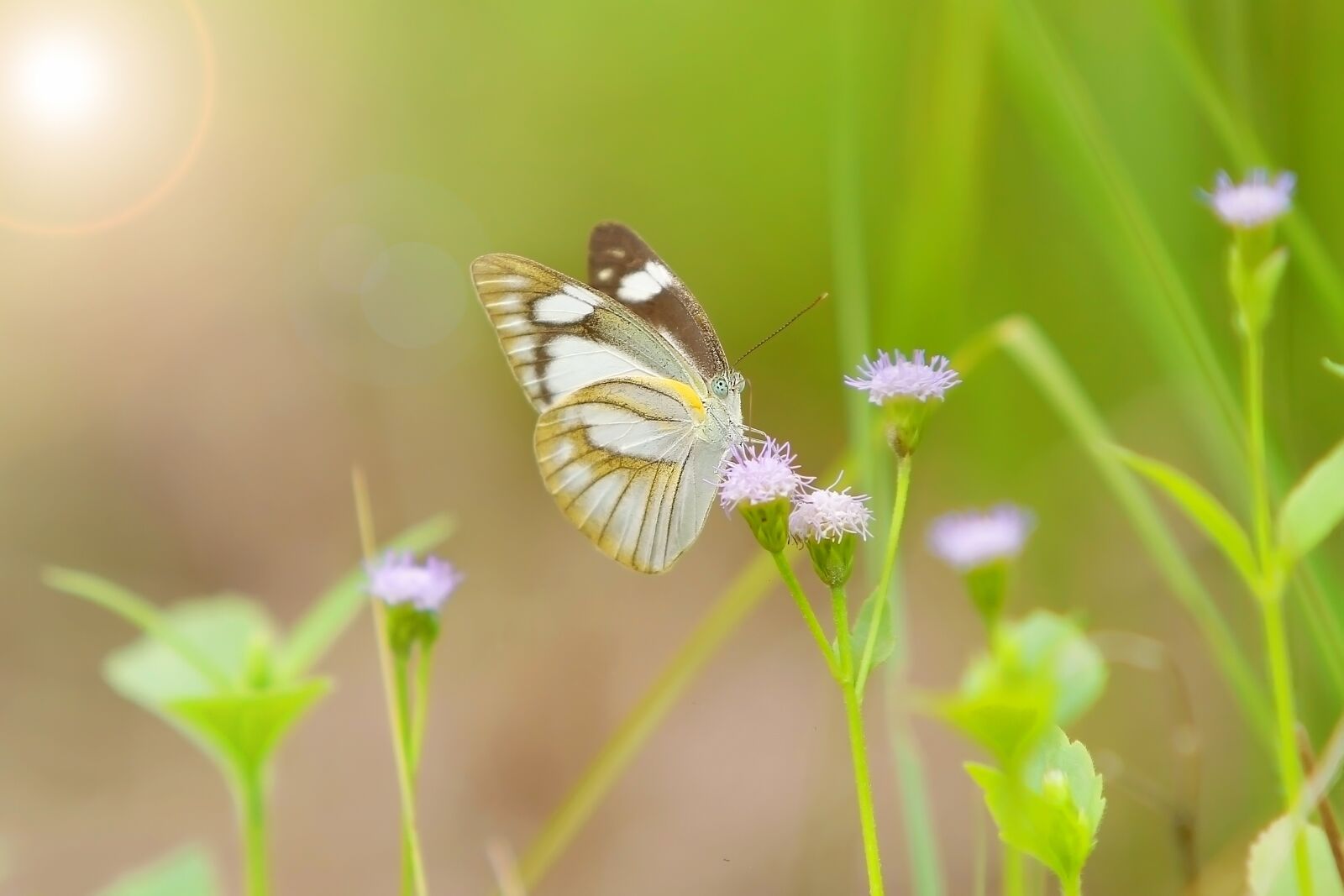 Canon EOS 7D sample photo. Butterfly, wild life, green photography