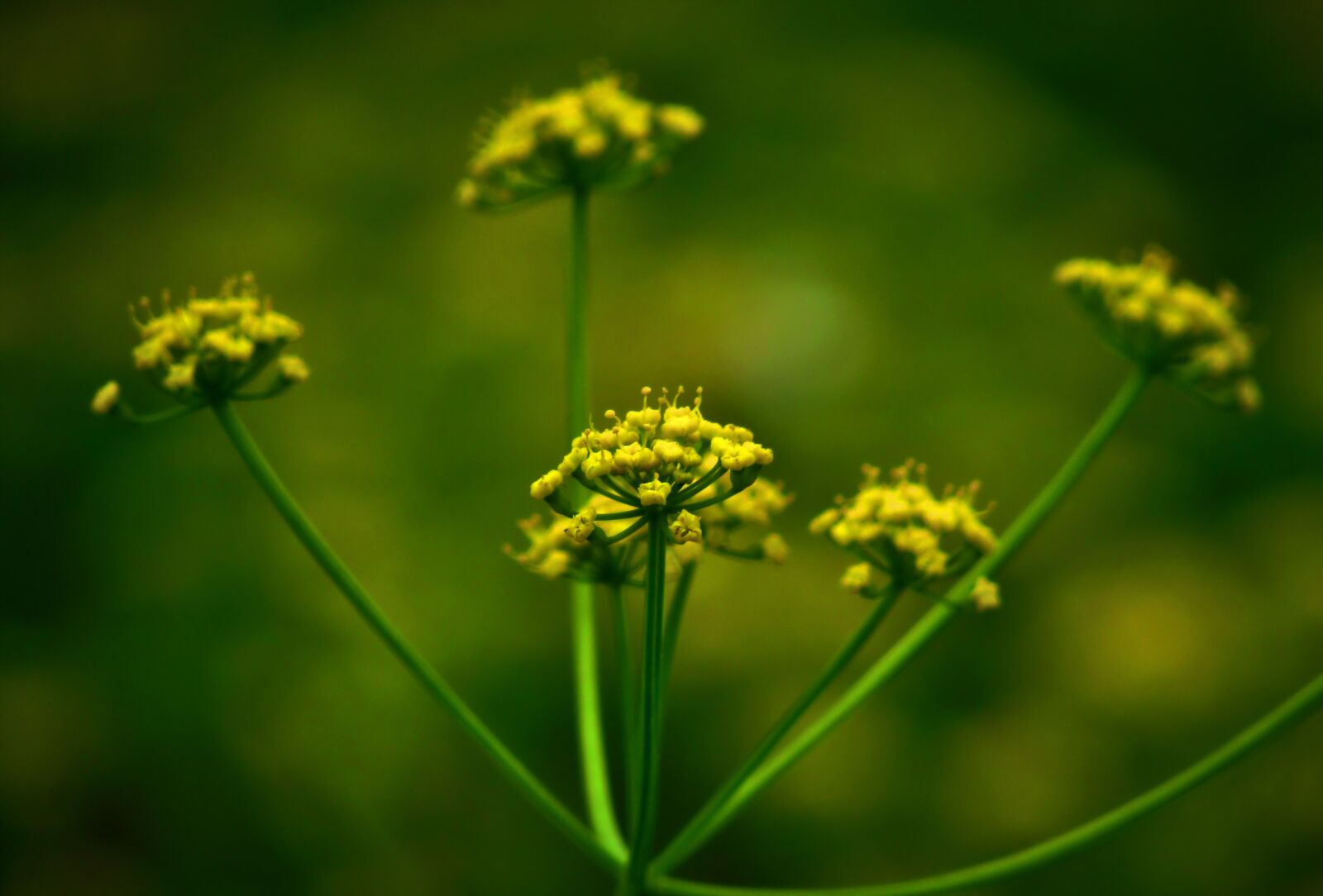 Canon PowerShot SX530 HS sample photo. Flower, yellow, macro photography