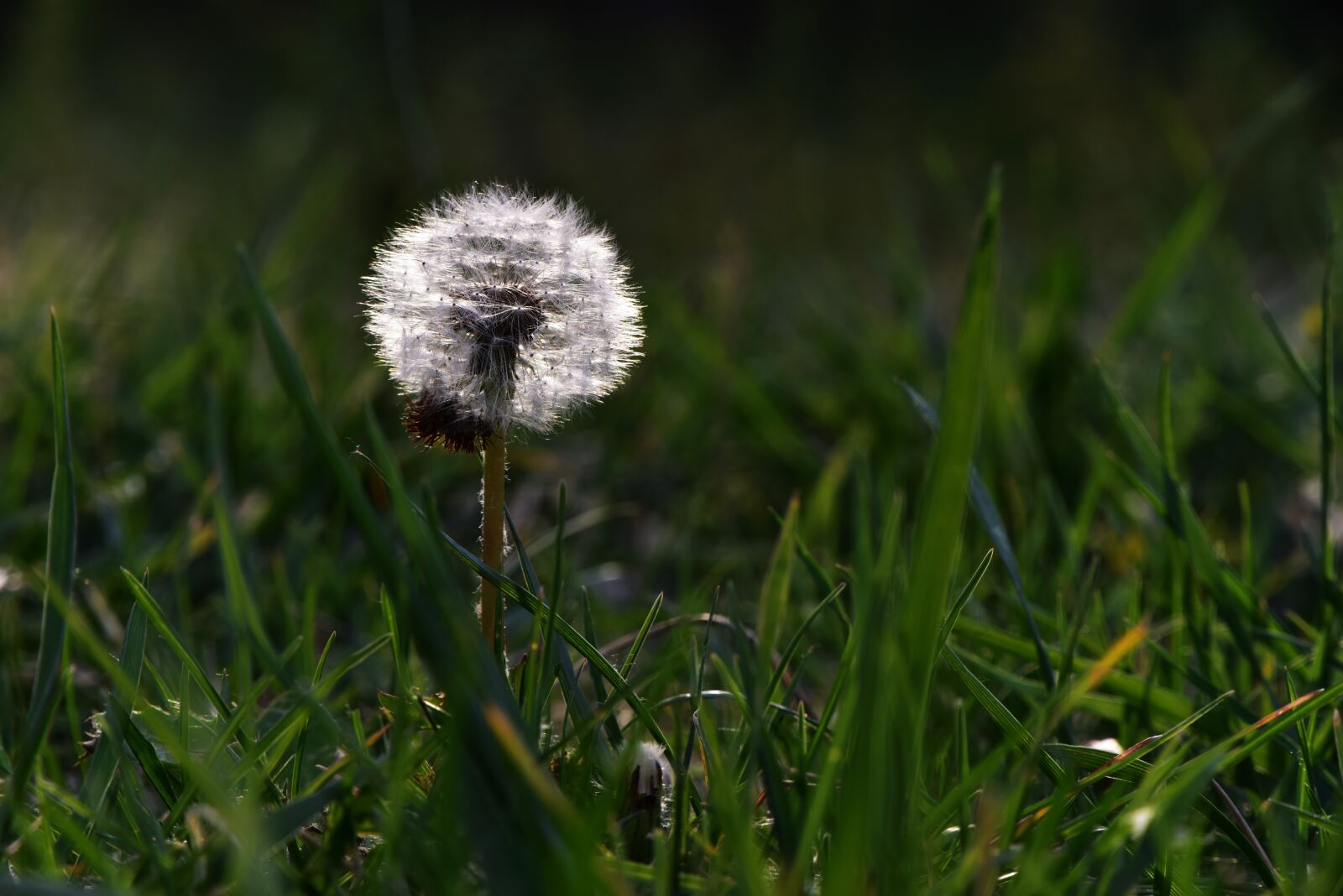 Nikon D810 sample photo. Dandelion, plant, desktop background photography