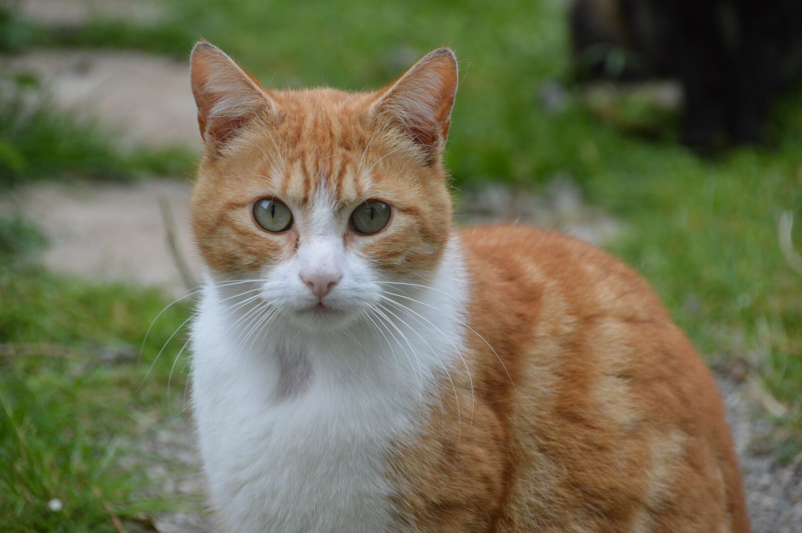 Nikon D3200 sample photo. Cat, feline, cute photography
