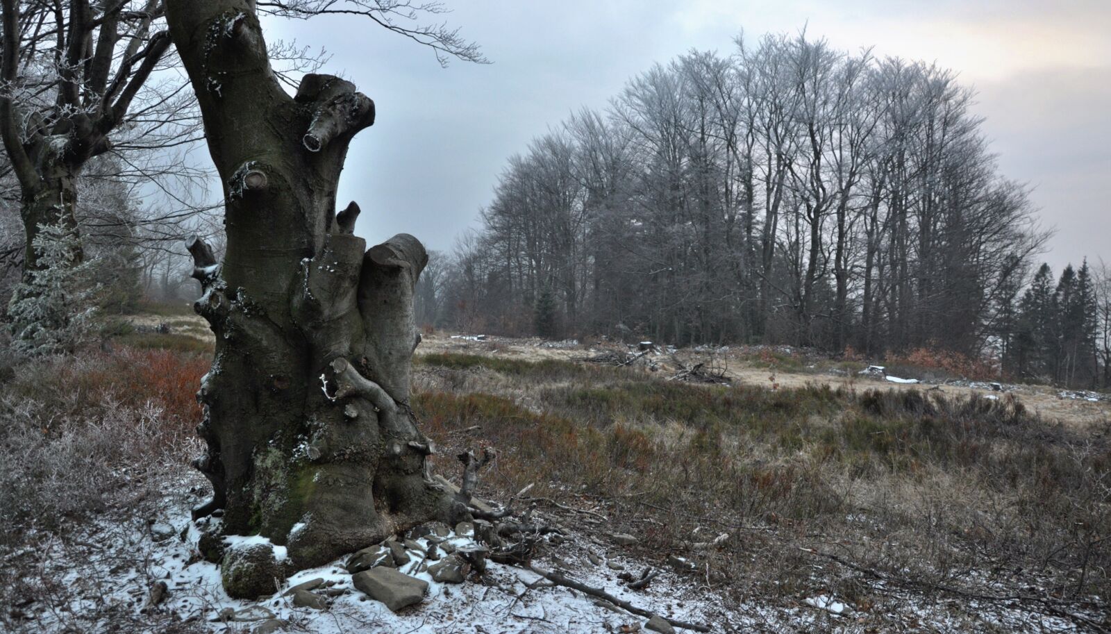 Nikon D90 sample photo. Tree, lone tree, forest photography