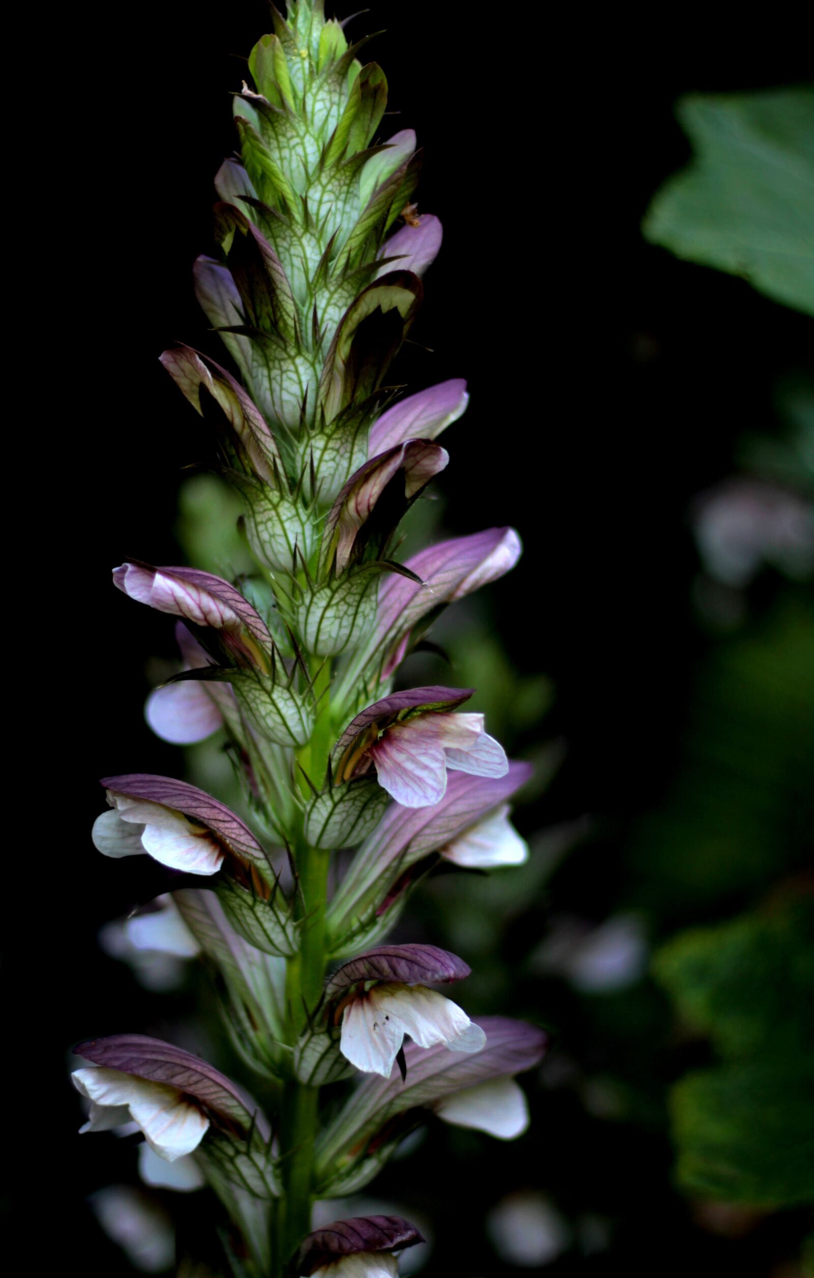 Canon EOS 600D (Rebel EOS T3i / EOS Kiss X5) sample photo. Acanthus mollis, purple, white photography