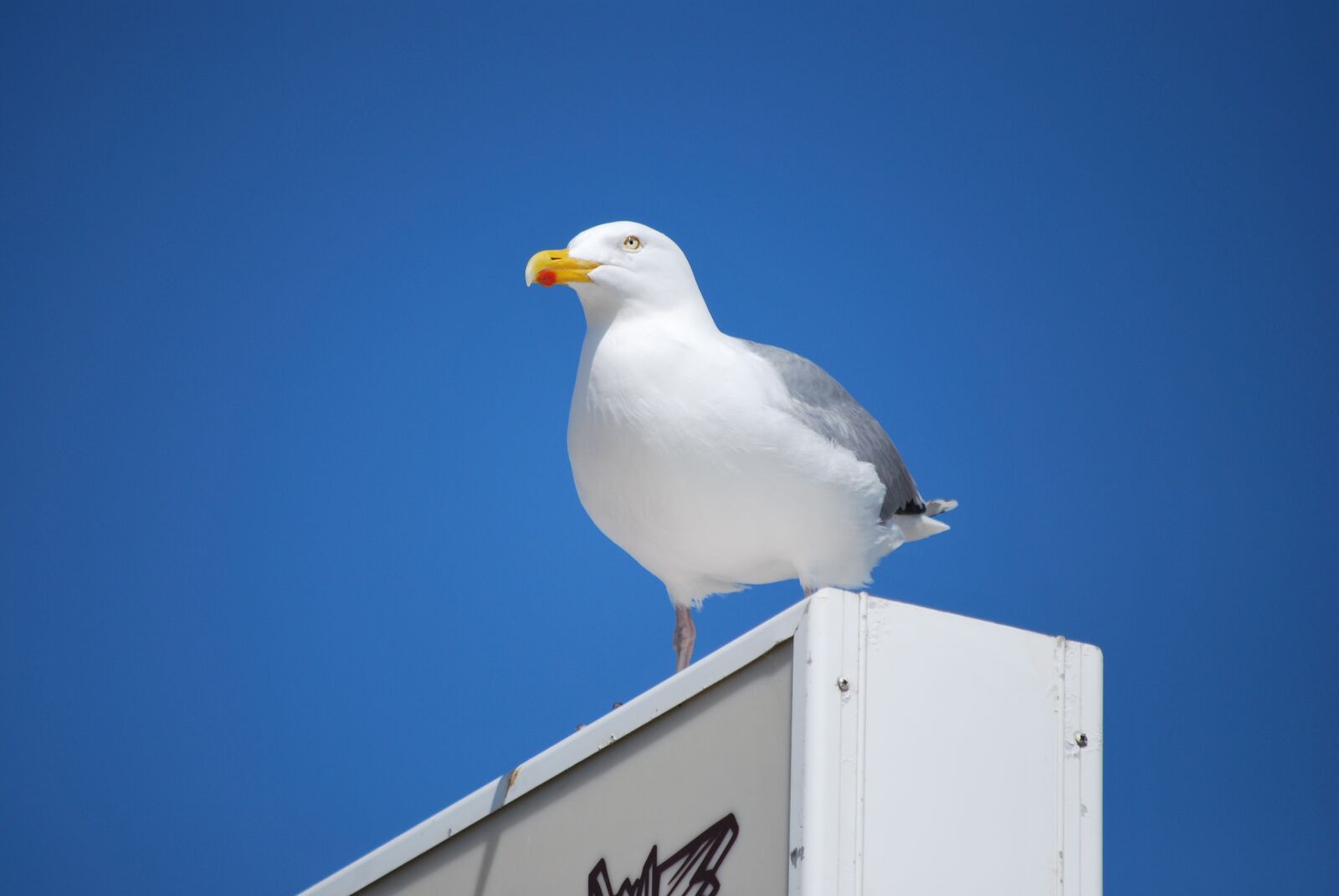 Nikon D60 sample photo. Sea, nature, bird photography
