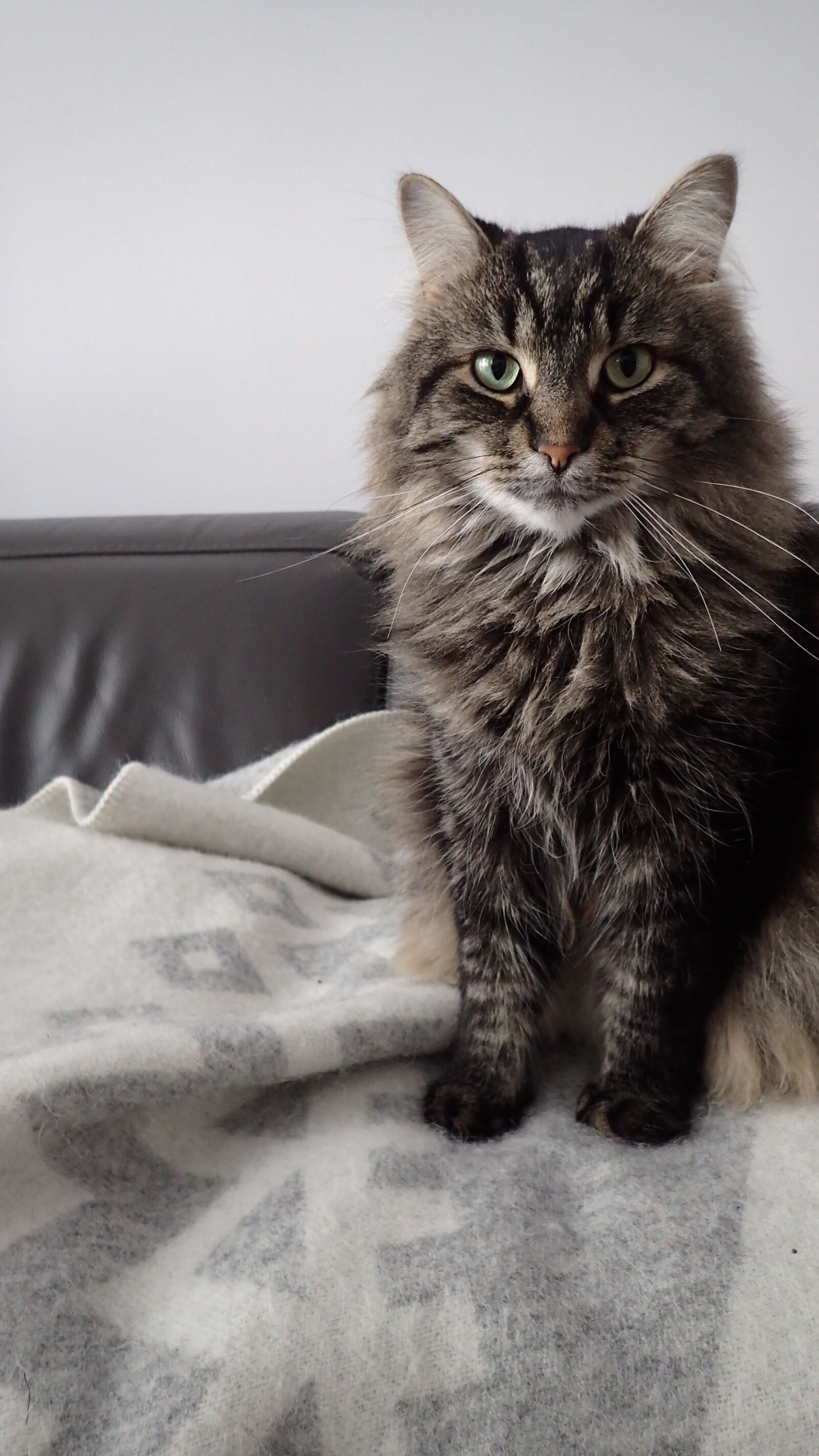 Olympus TG-4 sample photo. Cat, neutral, animal photography