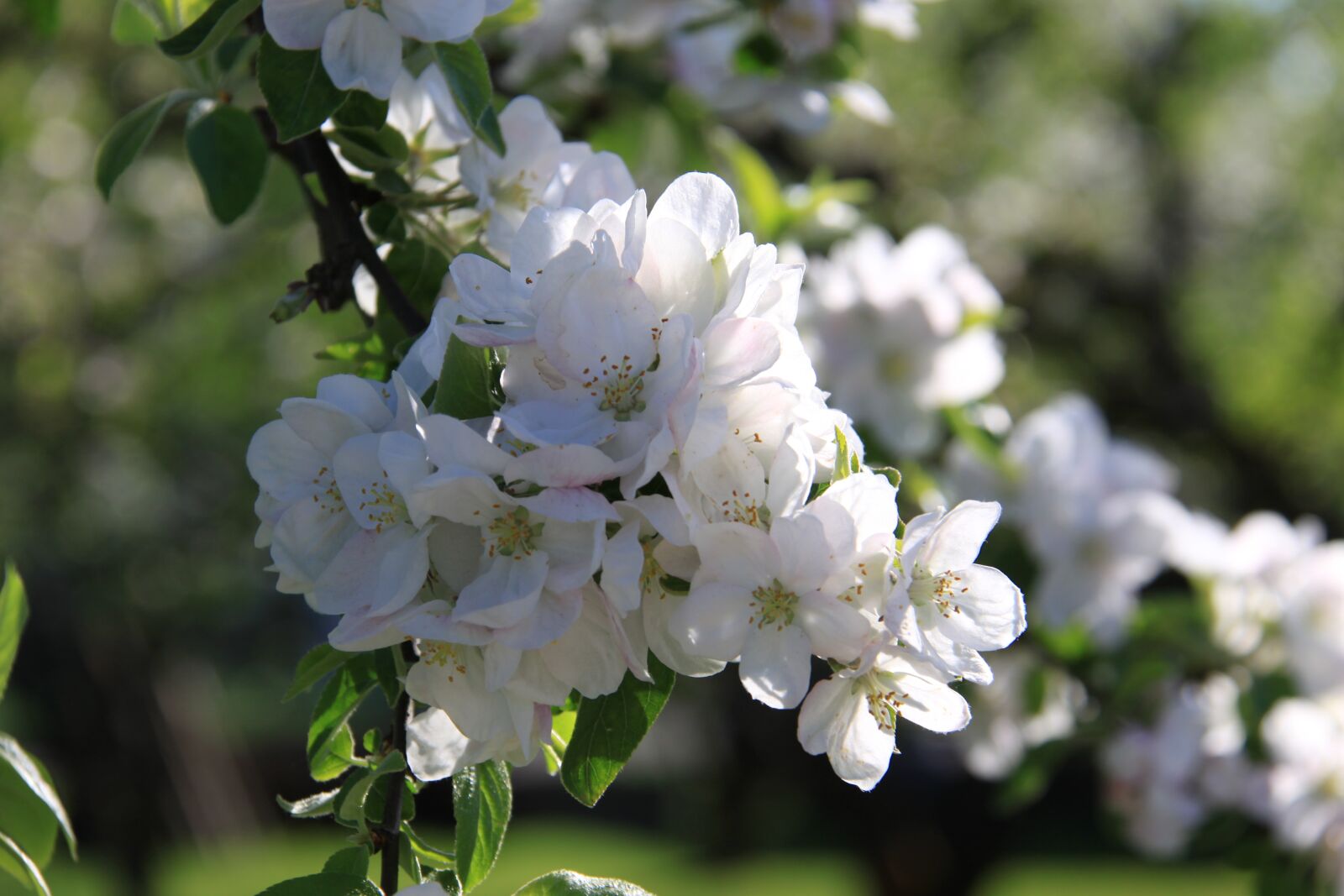 Canon EOS 50D sample photo. Flower, summer, flowers photography