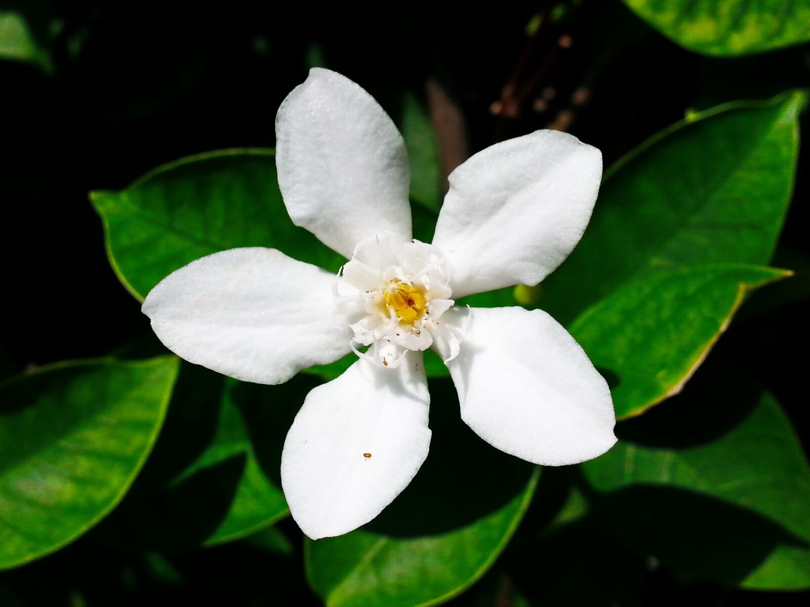 Samsung Galaxy Note2 sample photo. Flower, white, nature photography