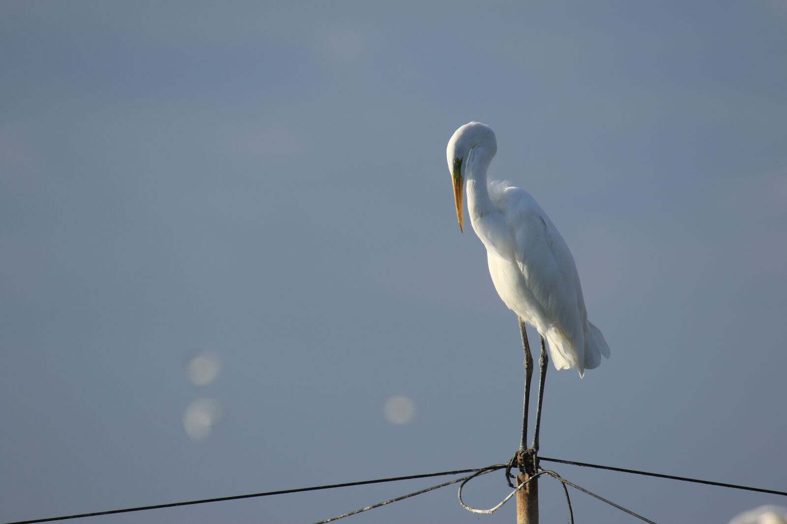 Canon EOS 7D Mark II sample photo. Bird, egret, great egret photography