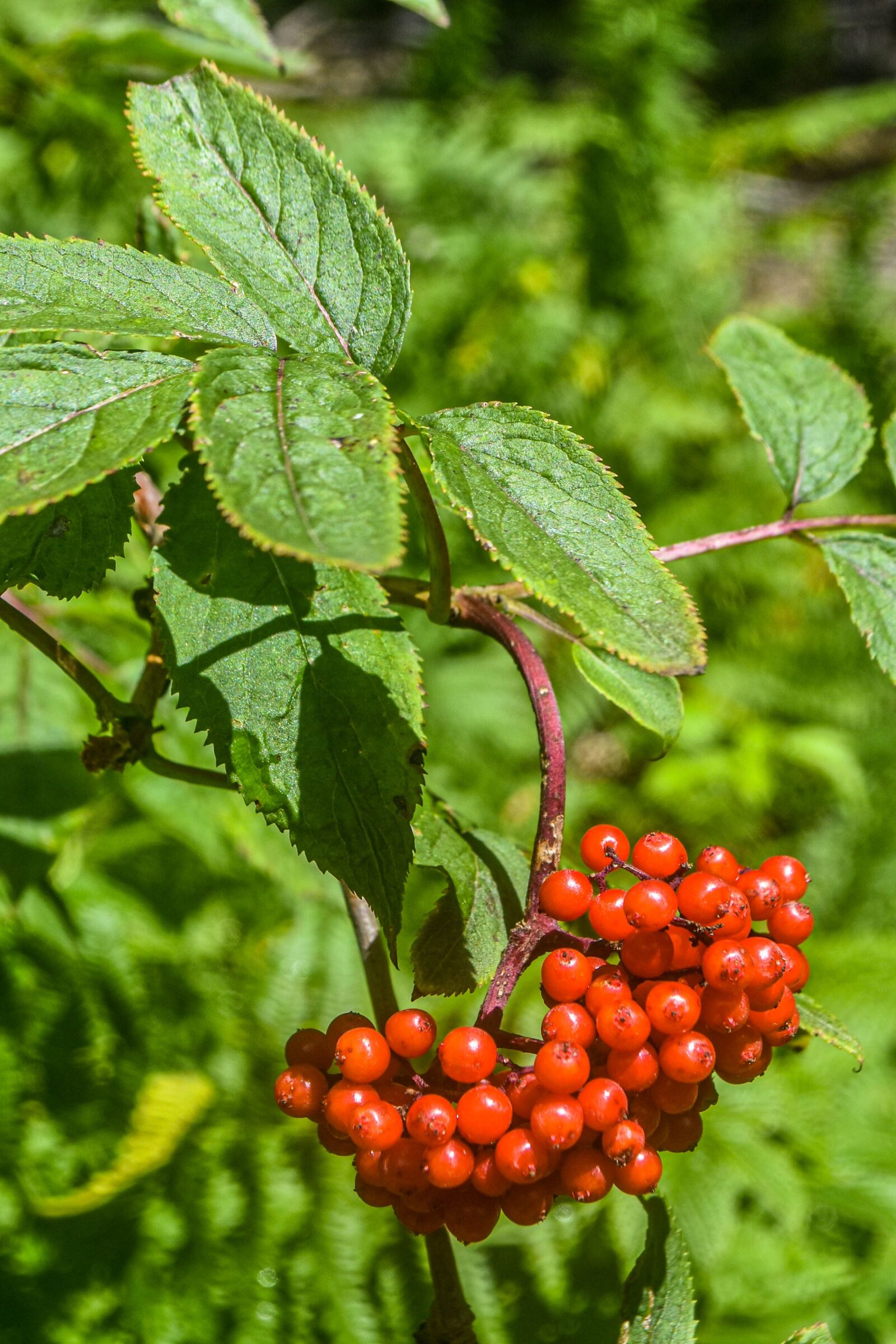 Nikon D7200 sample photo. Green, plant, nature photography