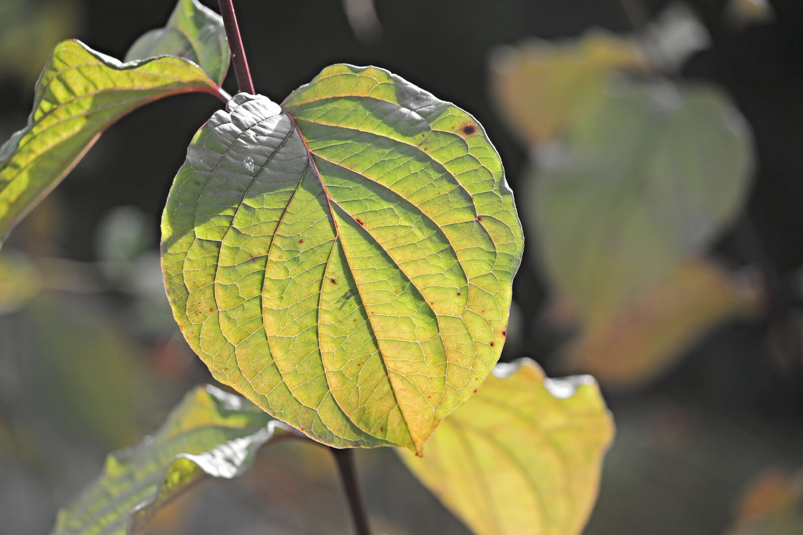 Canon EOS 1100D (EOS Rebel T3 / EOS Kiss X50) sample photo. Leaf, structure, veins photography