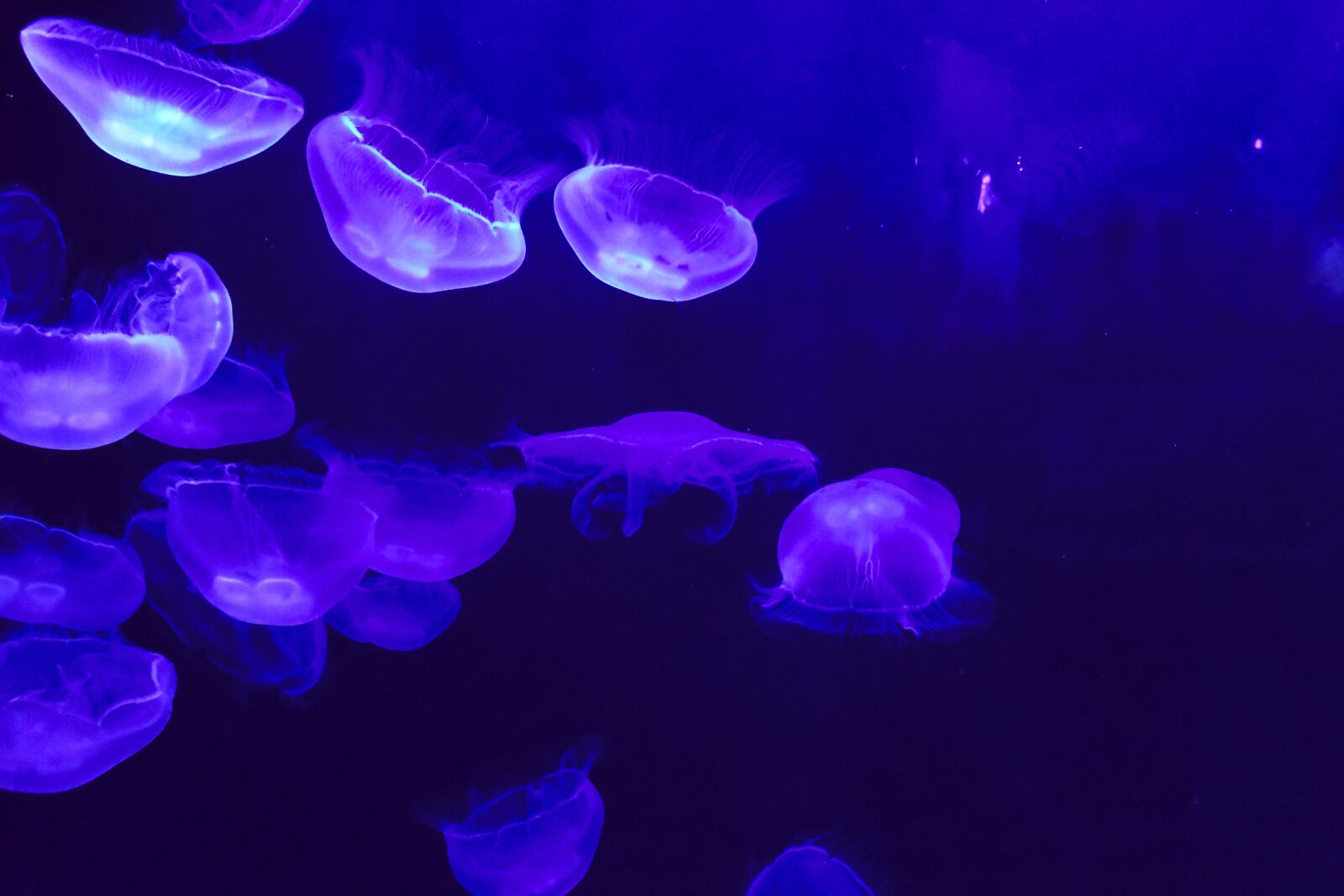 Nikon 1 J4 sample photo. Jellyfish, blue, aquarium photography