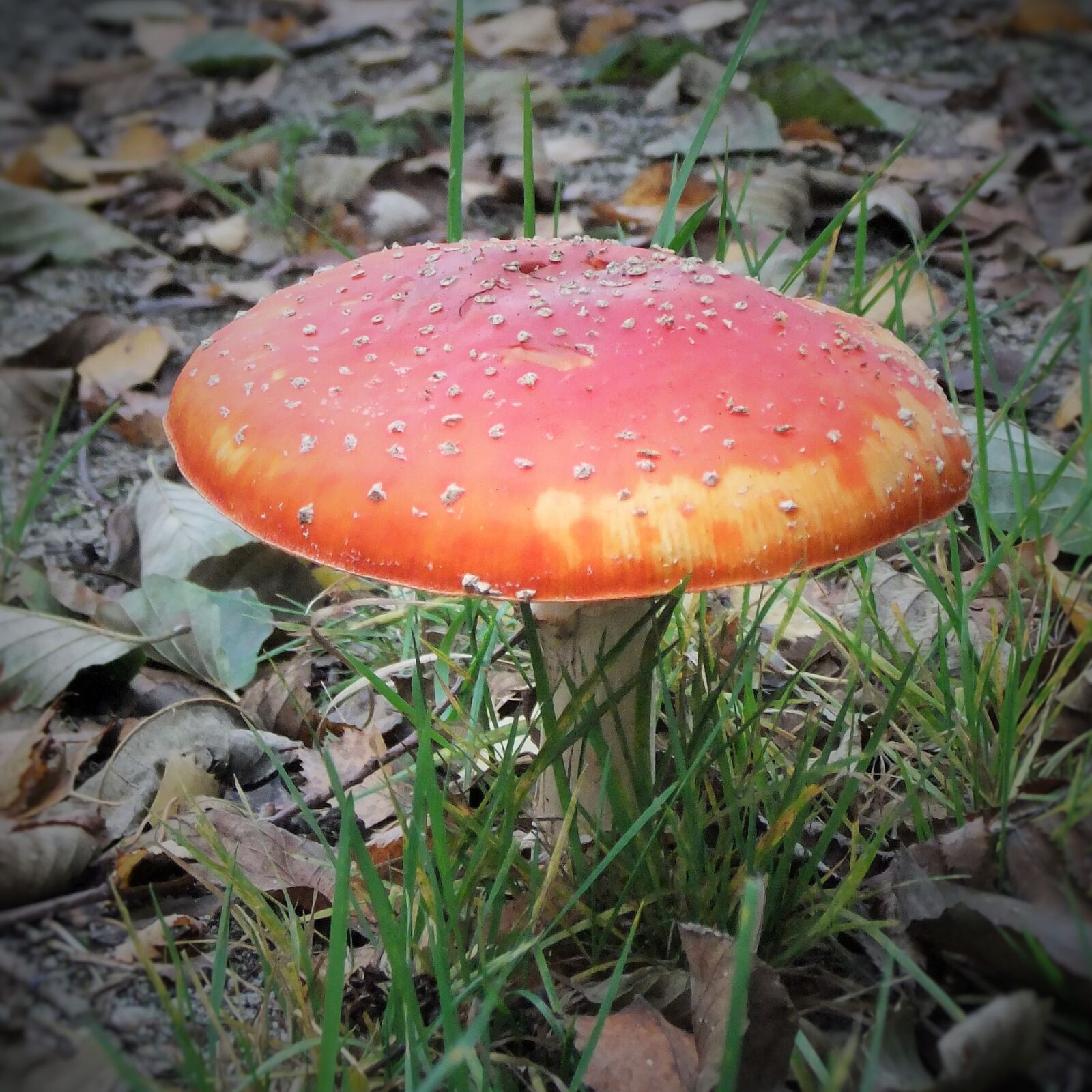 FujiFilm FinePix F80EXR (FinePix F85EXR) sample photo. Fly agaric, forest, nature photography