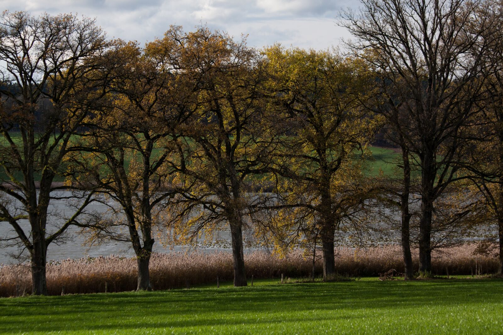 Canon EOS 50D sample photo. Avenue, trees, away photography