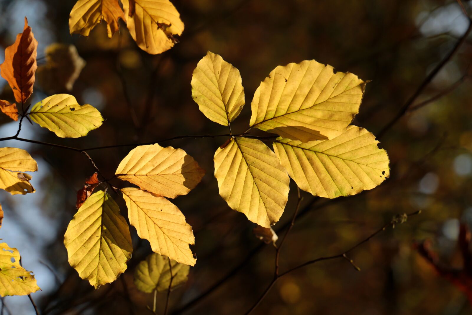 Canon EOS 700D (EOS Rebel T5i / EOS Kiss X7i) sample photo. Leaves, autumn, nature photography