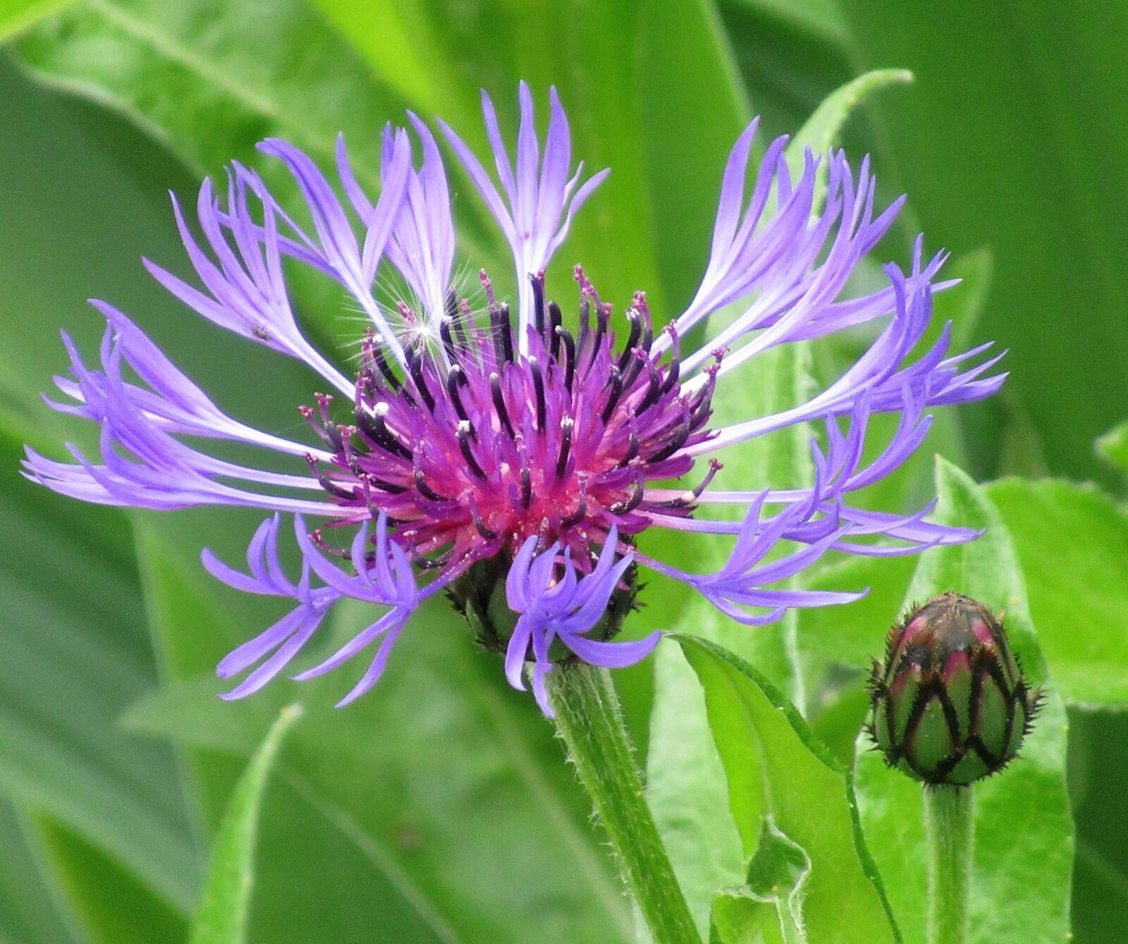 Canon PowerShot SX620 HS sample photo. Flower, spring, nature photography