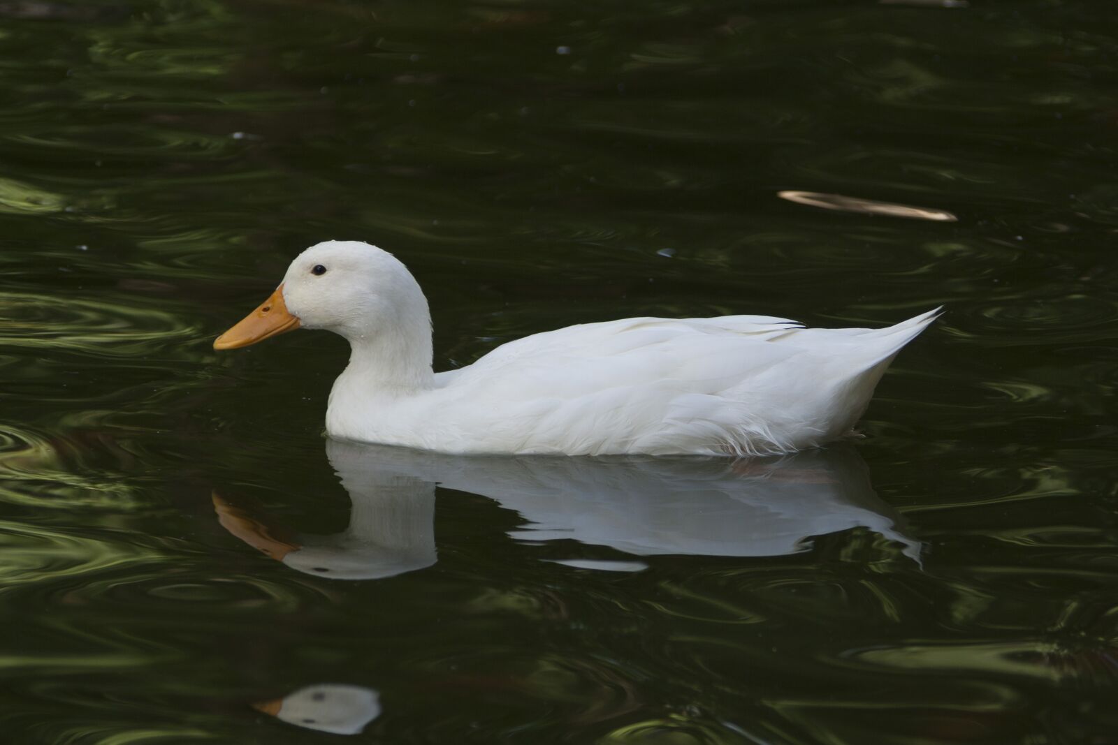 Canon EOS 350D (EOS Digital Rebel XT / EOS Kiss Digital N) sample photo. Duck, ave, white photography