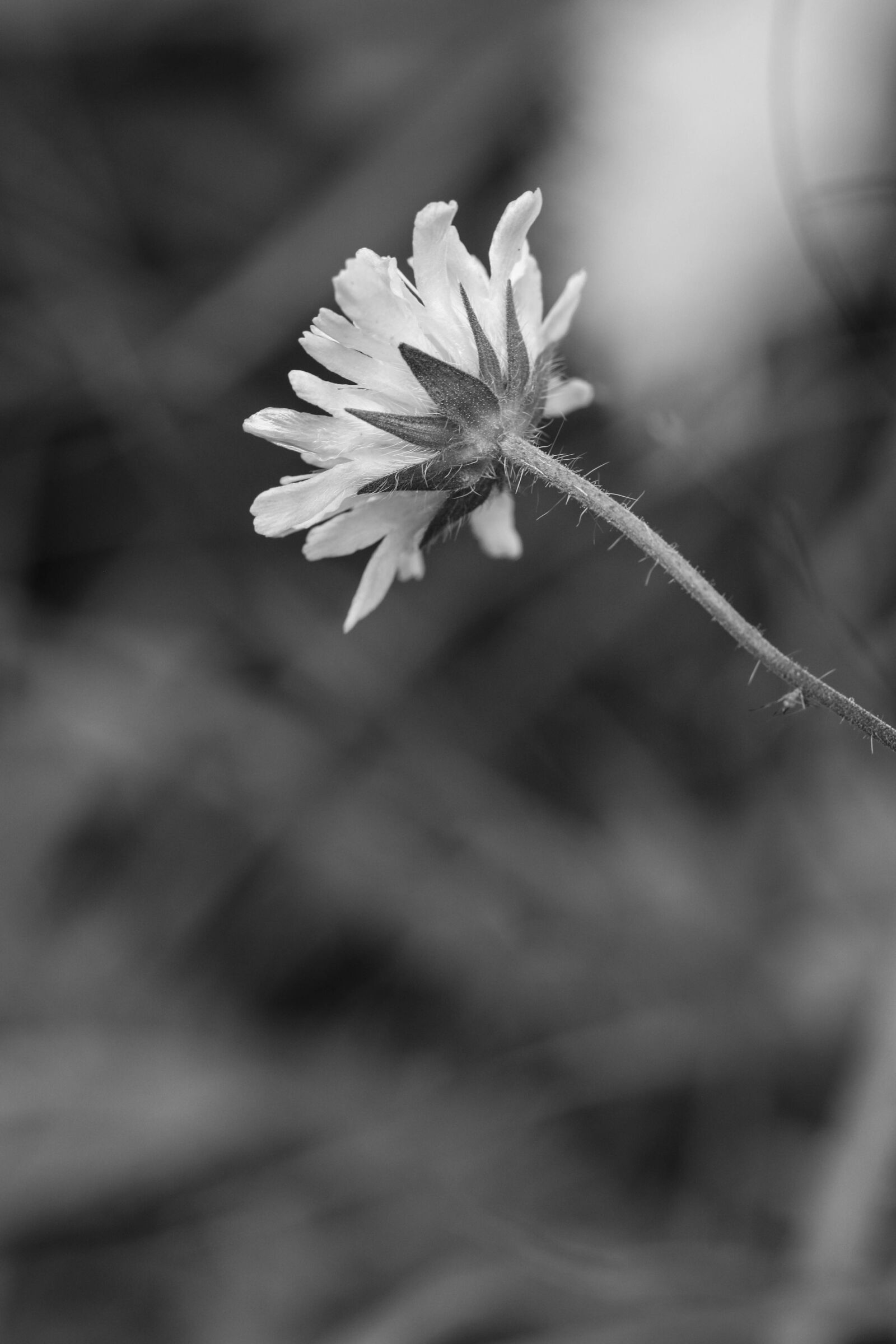 Canon EOS 7D Mark II sample photo. Flower, wild flower, single photography