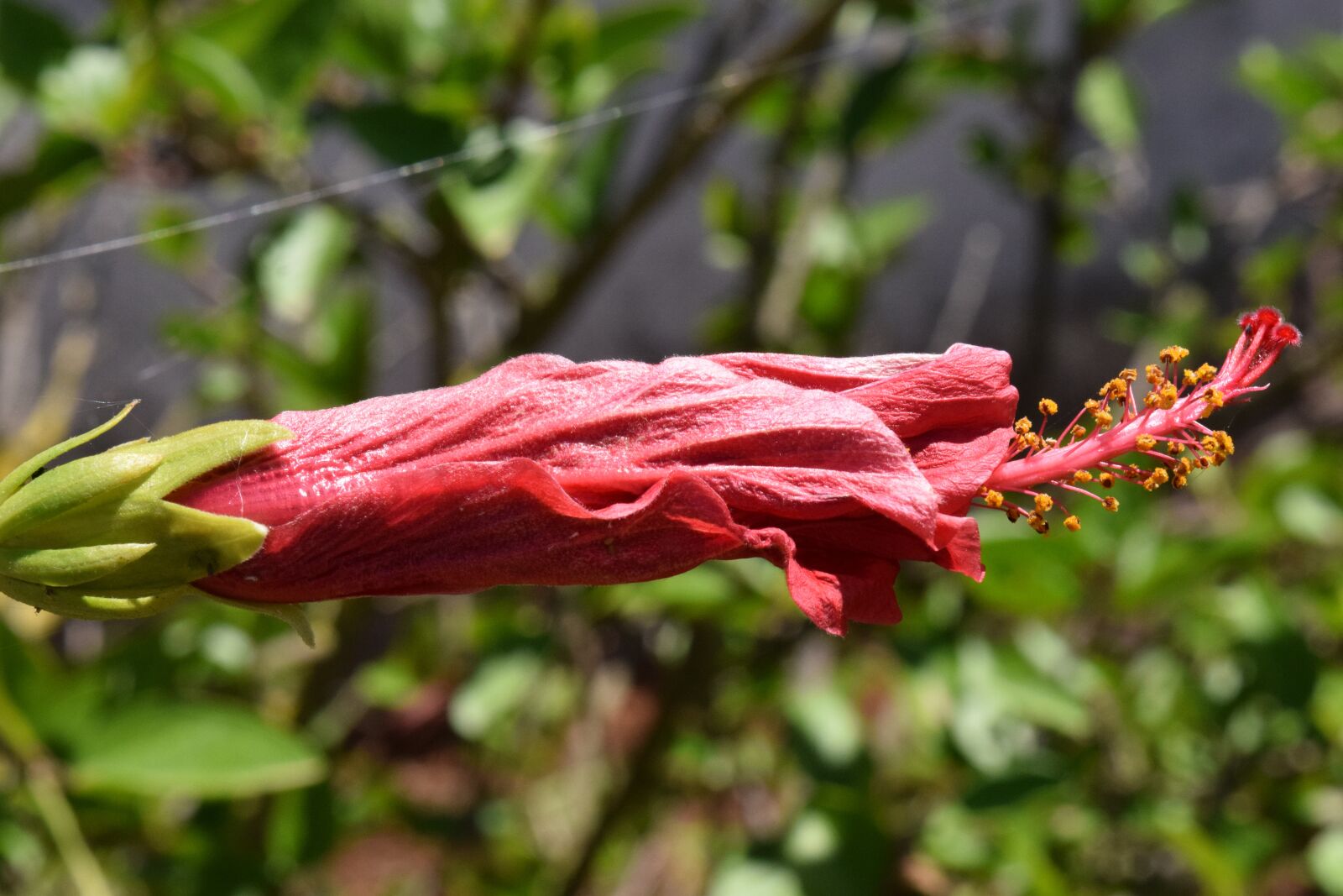 Nikon D3300 sample photo. Hibiscus, blossom, bloom photography