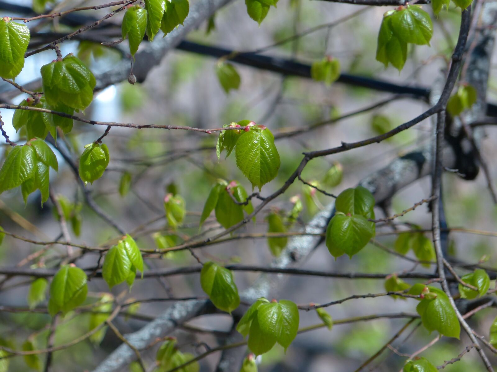 Panasonic Lumix DMC-FZ200 sample photo. Spring, linden, young foliage photography