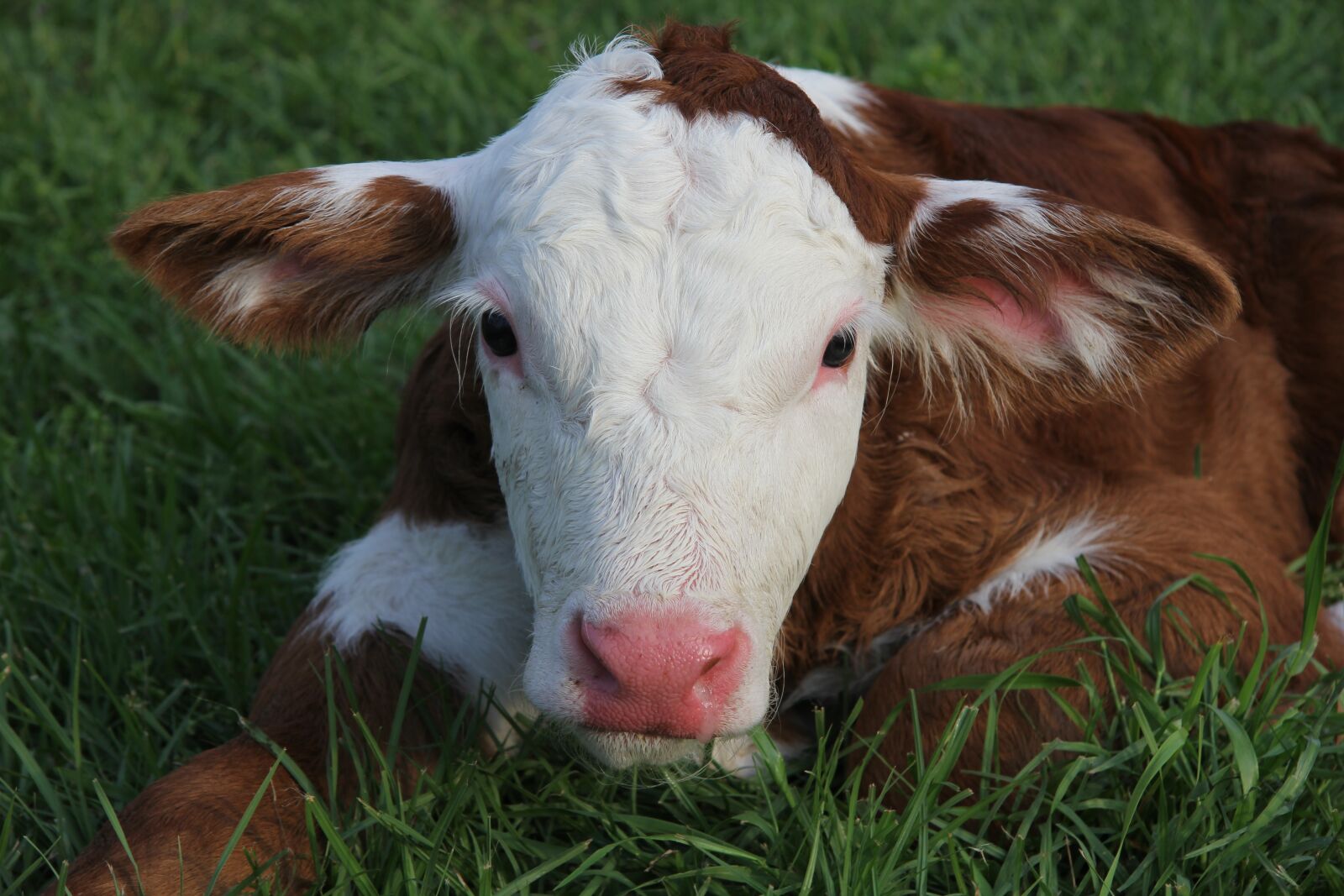 Canon EF-S 17-85mm F4-5.6 IS USM sample photo. Calf, baby cow, cattle photography