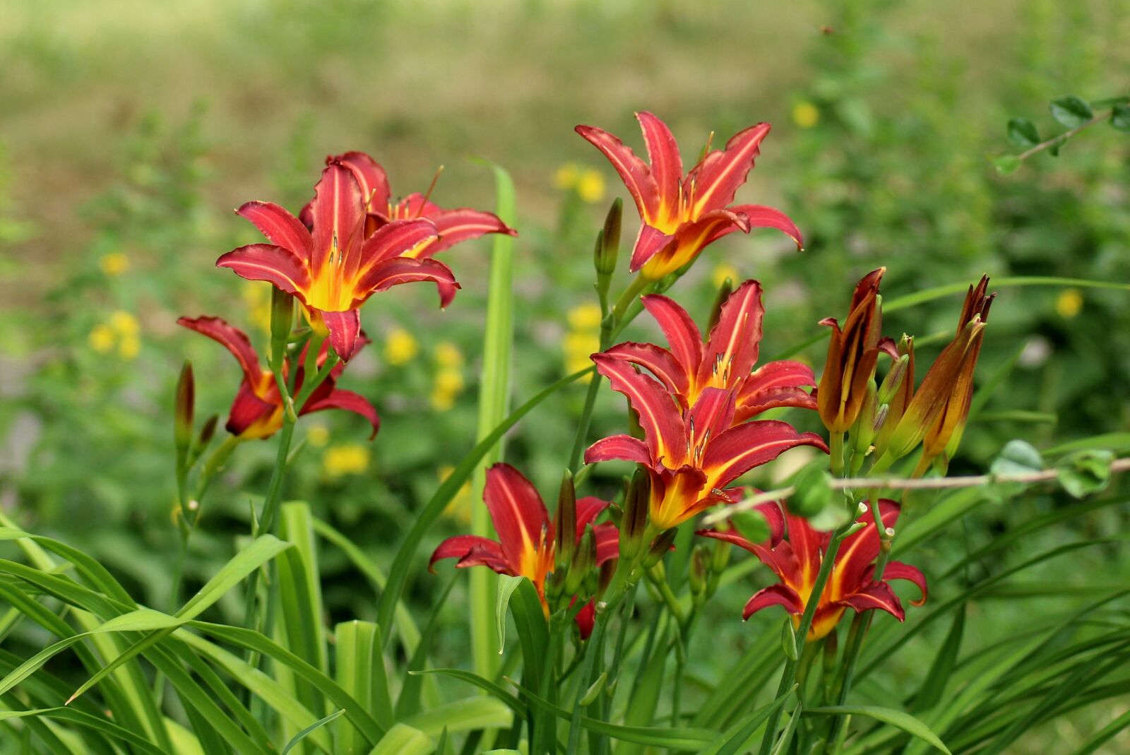 Canon EOS 1200D (EOS Rebel T5 / EOS Kiss X70 / EOS Hi) sample photo. Lilies, flowers, summer photography