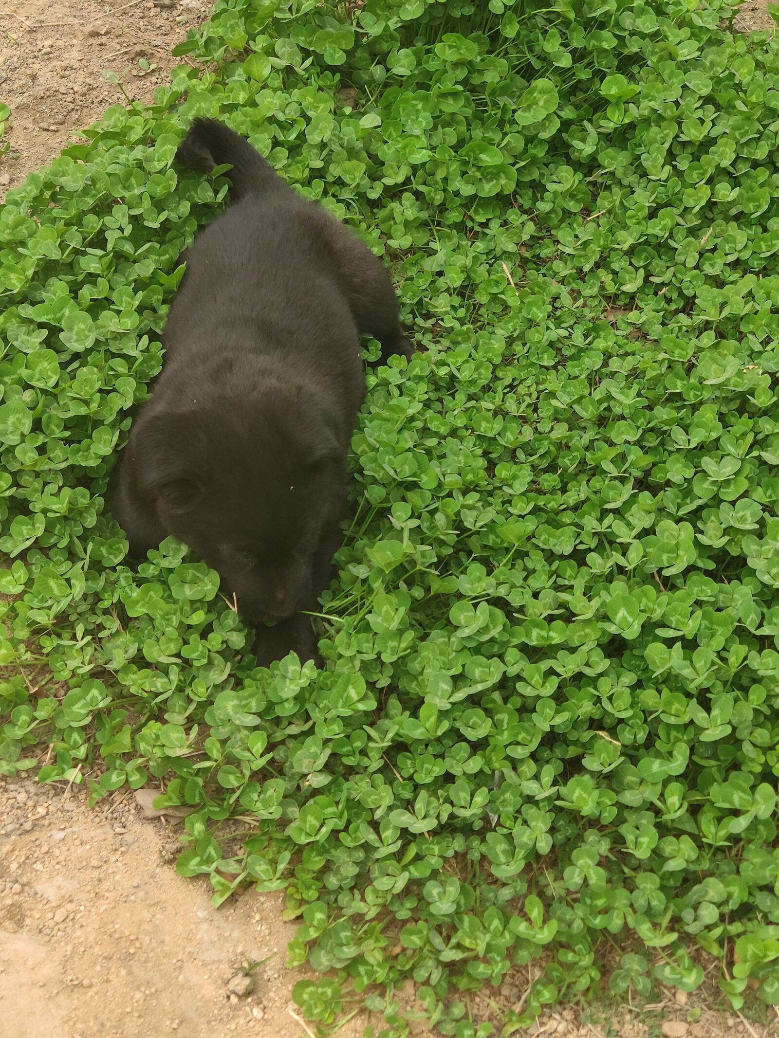 Xiaomi MIX 2S sample photo. Black, dog, green grass photography
