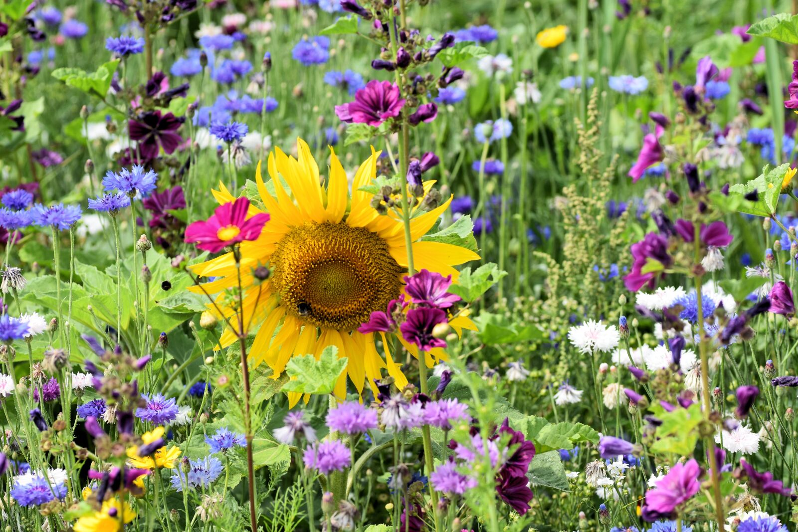 Nikon D5300 sample photo. Sunflower, flower, summer photography