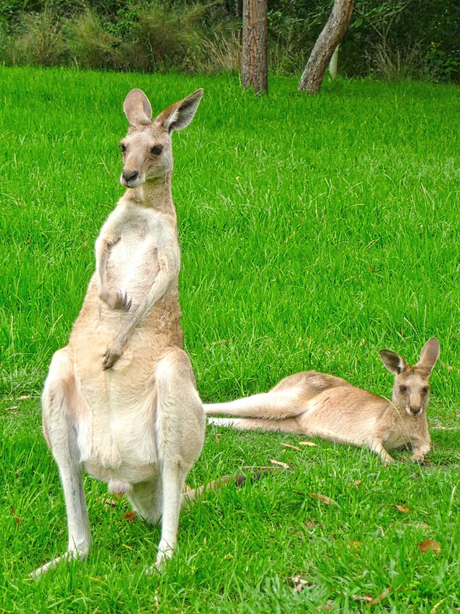 Panasonic DMC-TZ15 sample photo. Kangaroo, male, standing photography