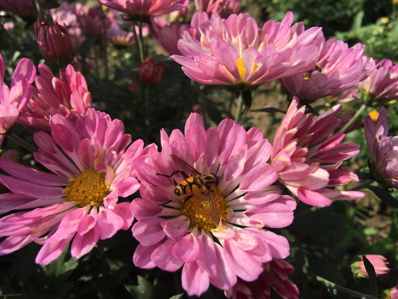 Apple iPhone 6s sample photo. Chrysanthemum, flowers, autumn photography