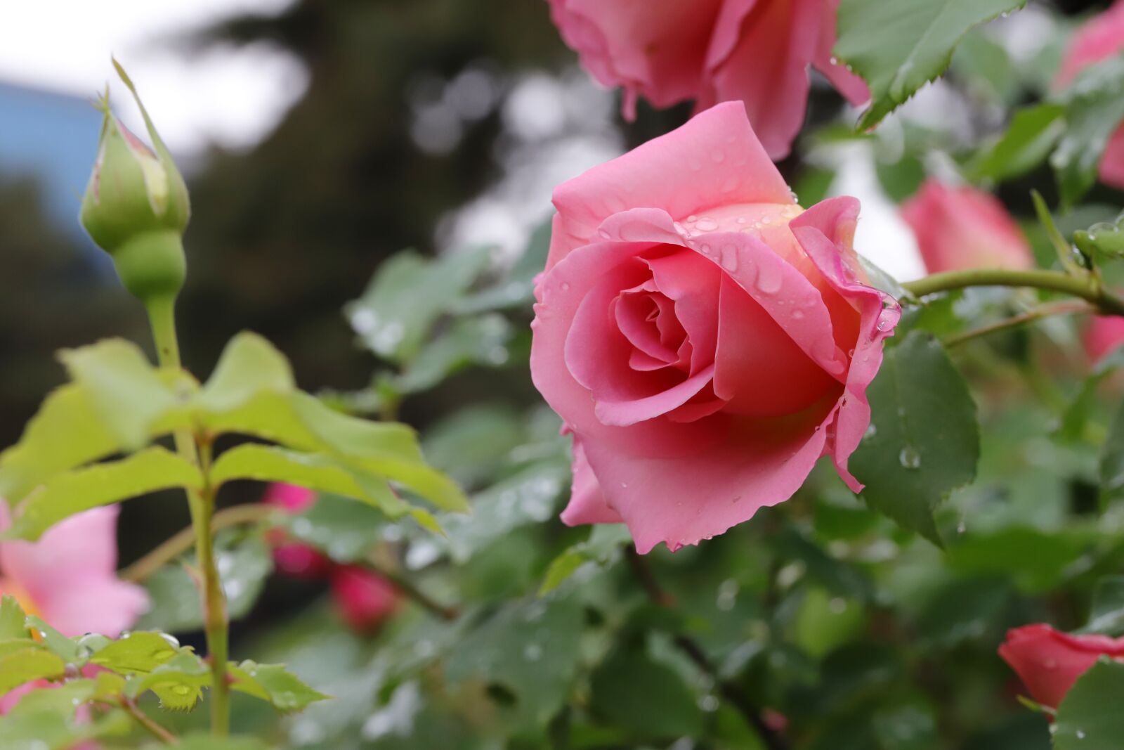 Canon EOS 6D Mark II sample photo. Rose, petal, flowers photography