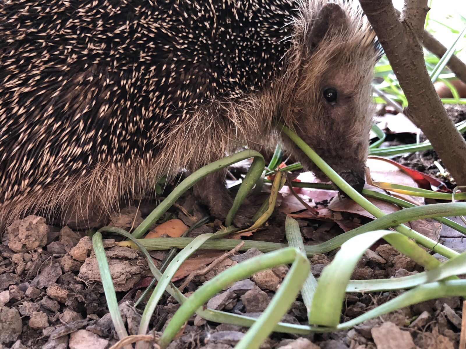 iPhone X back dual camera 4mm f/1.8 sample photo. Hedgehog, nature, animal photography
