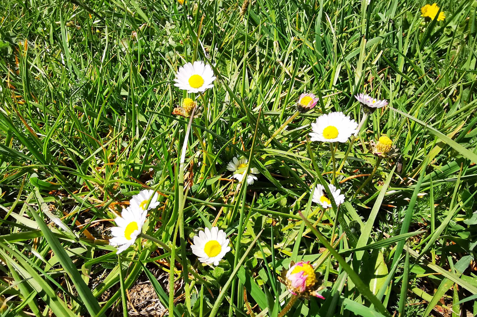 HUAWEI P30 Pro sample photo. Daisy, spring, meadow photography