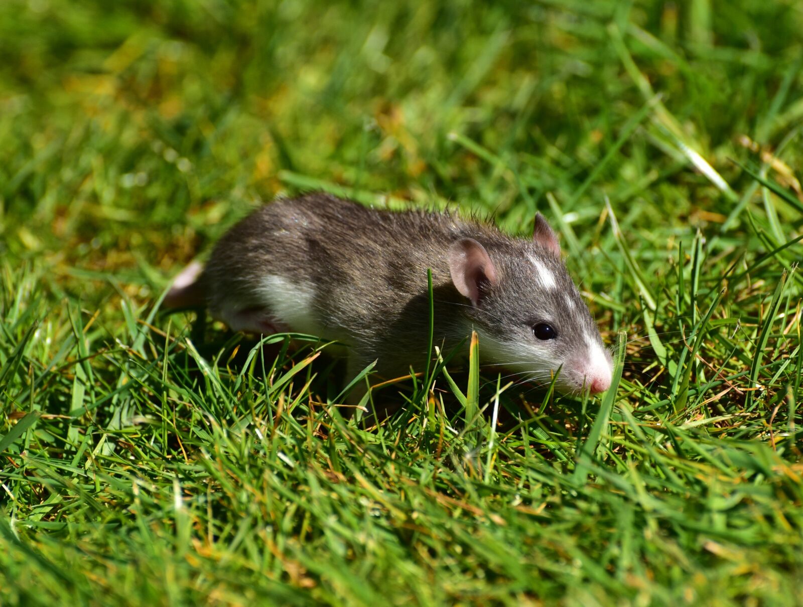 Nikon D750 sample photo. Rat, baby rats, rush photography