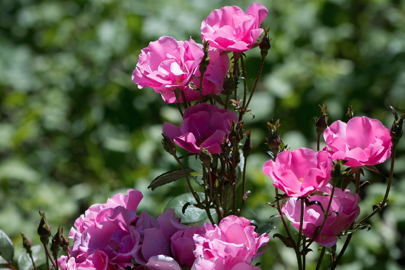 Nikon D7100 sample photo. Roses, pink, pink roses photography