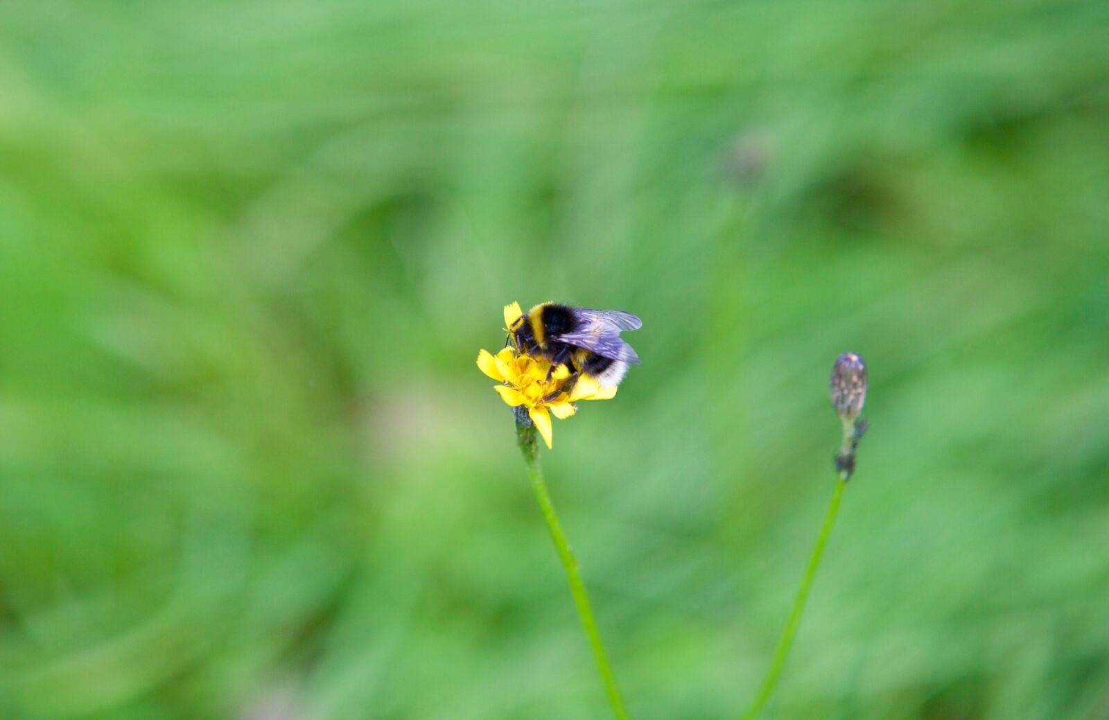 Canon EOS 5D Mark III sample photo. Bourdon, bee, flower photography