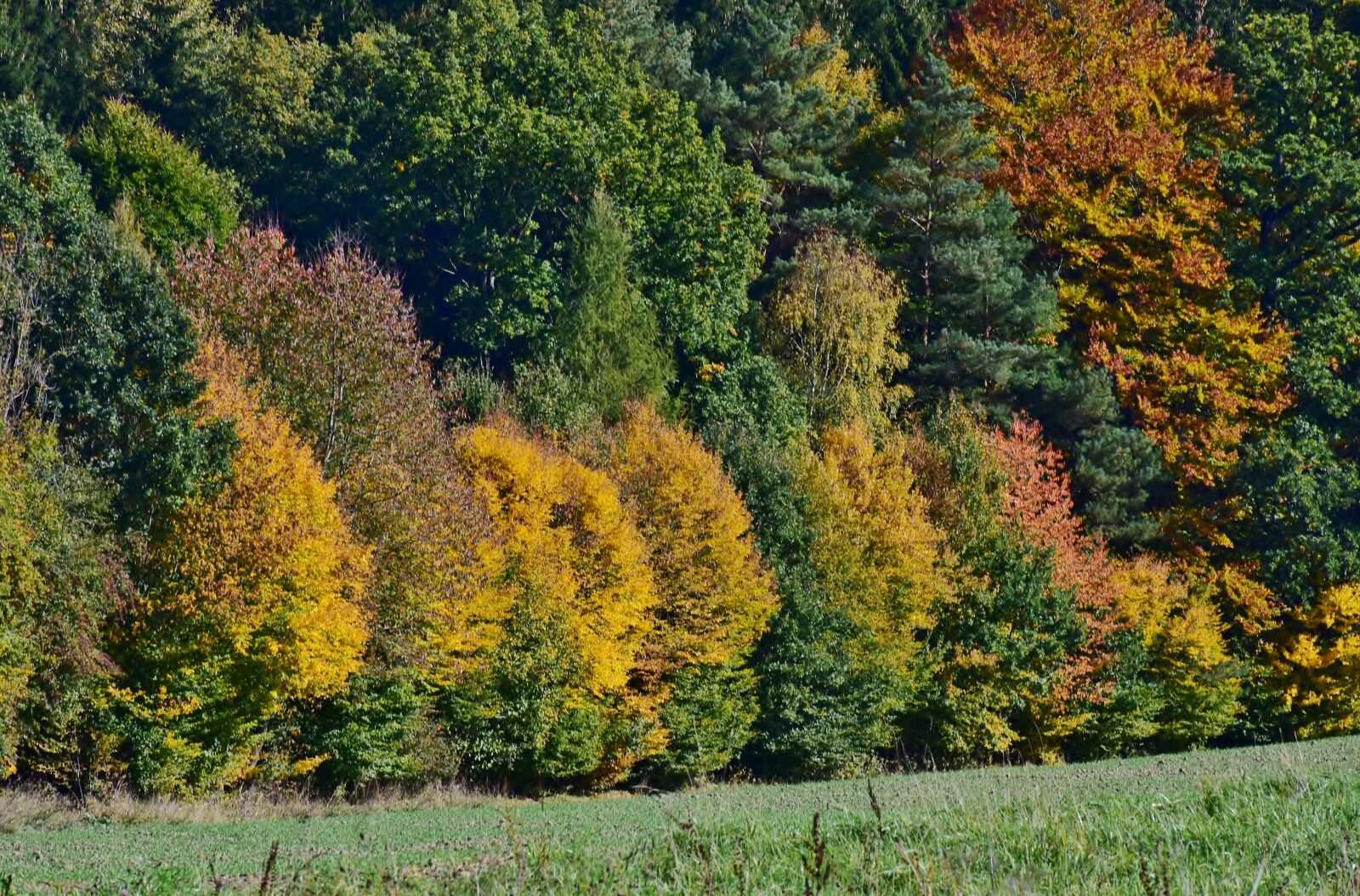 Nikon D7200 sample photo. Leaves, deciduous tree, autumn photography