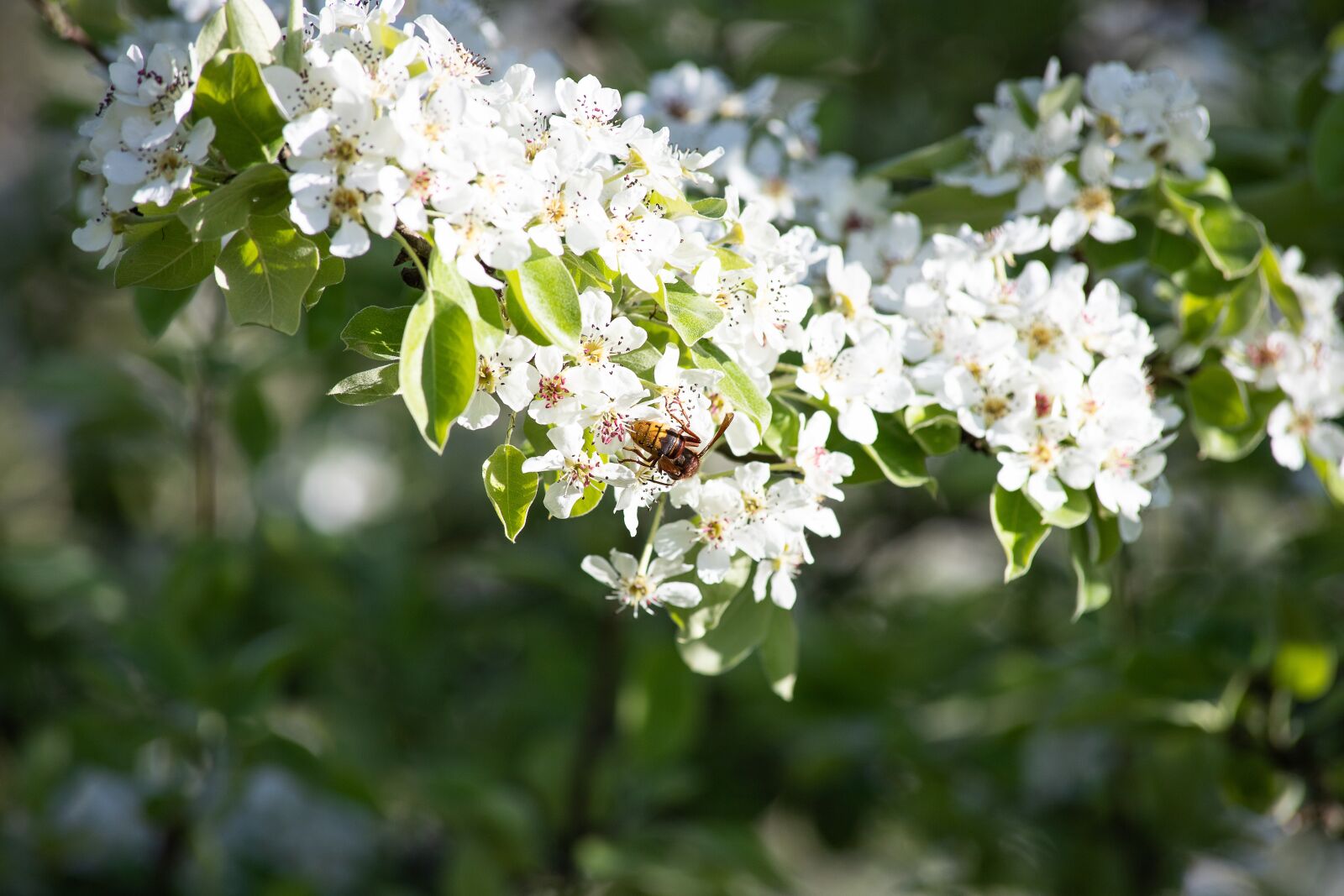 Canon EOS 6D Mark II sample photo. Blossom, flowers, spring photography