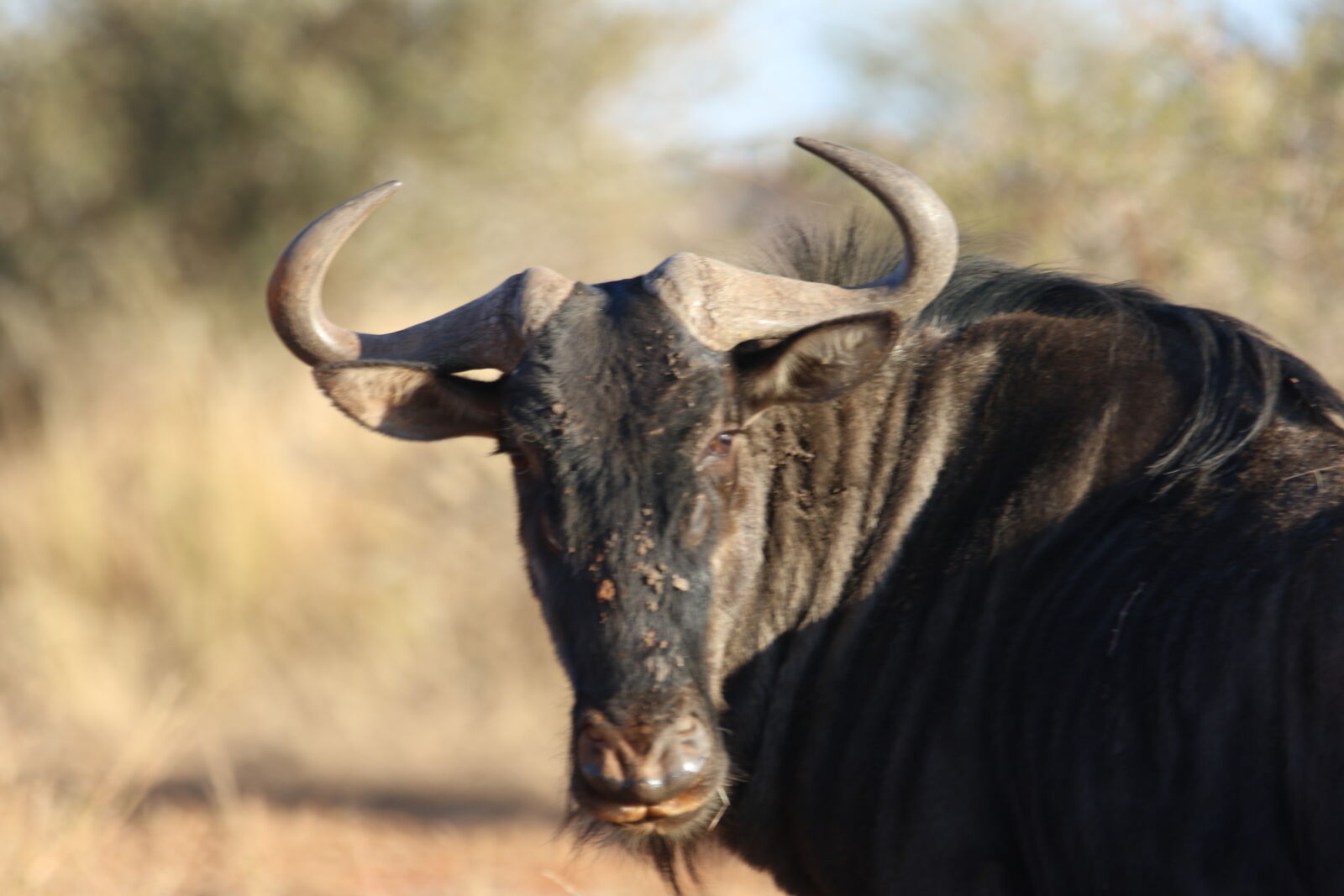 Canon EOS 7D Mark II sample photo. Animal, black, blouwildebeest, bush photography