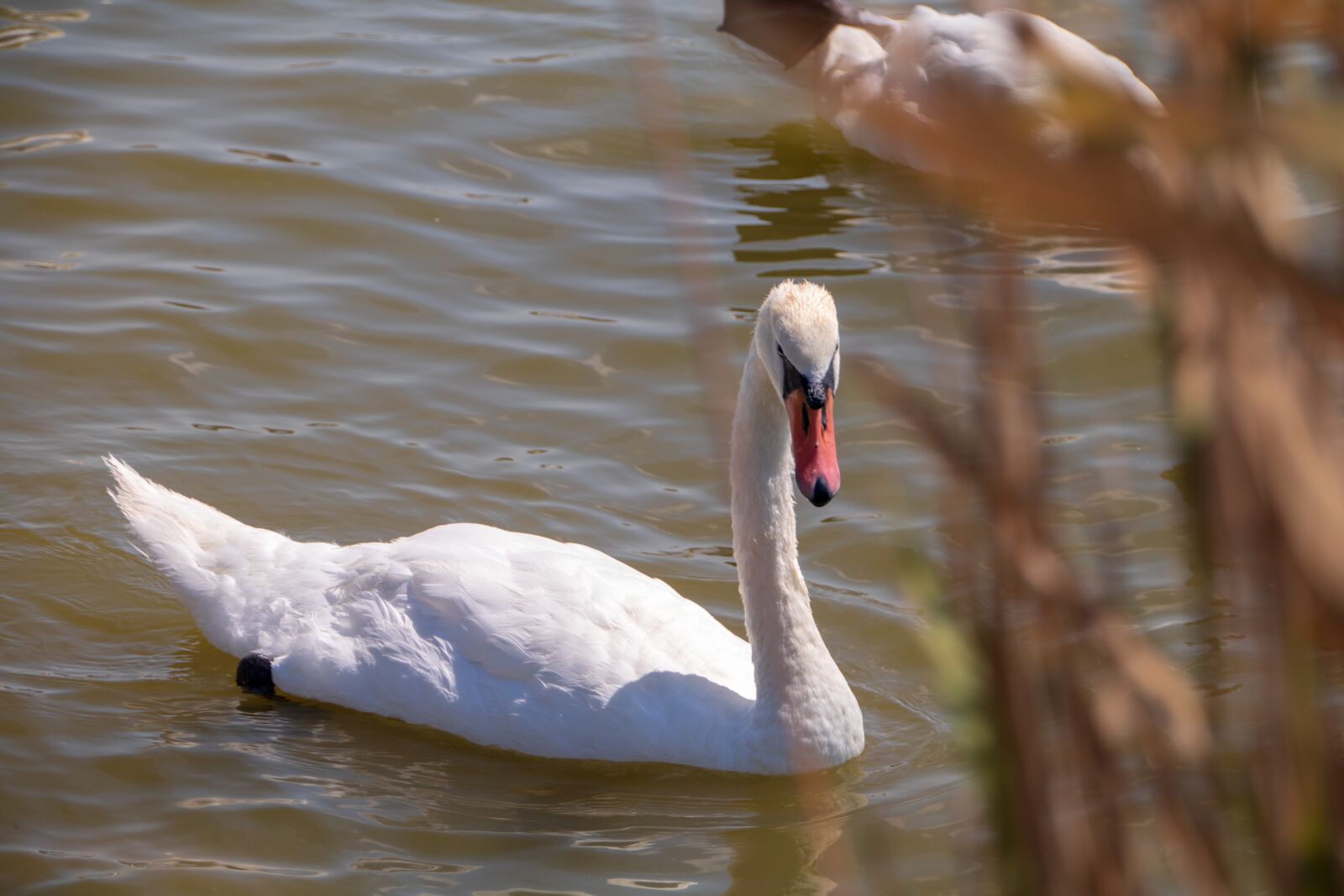 Canon EOS 750D (EOS Rebel T6i / EOS Kiss X8i) sample photo. Swan, lake, water photography